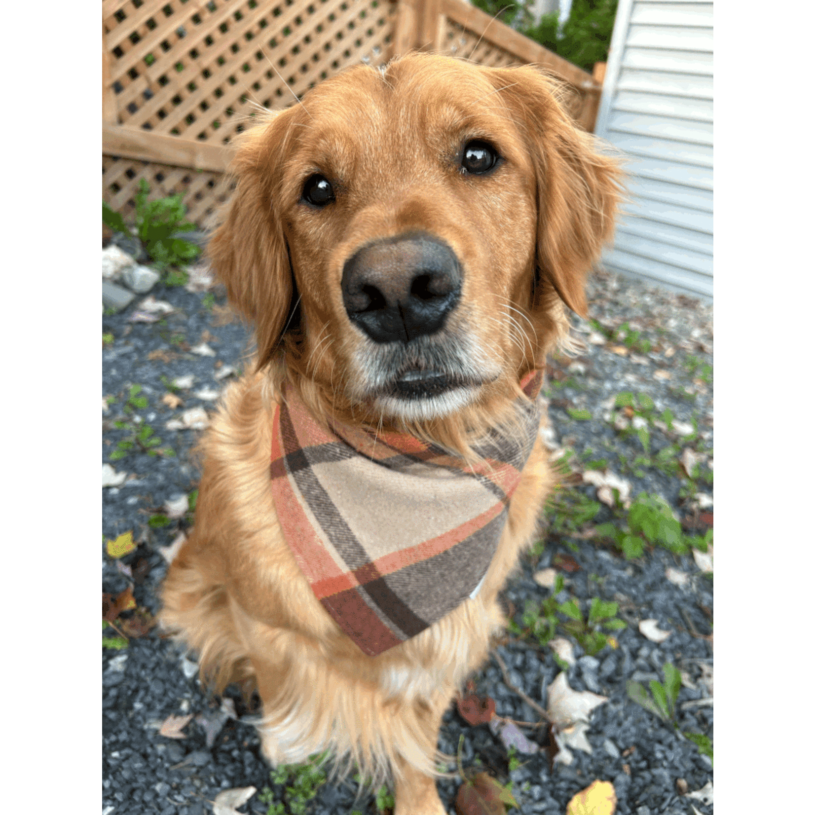 FOULARD CHAUD ET CHIC