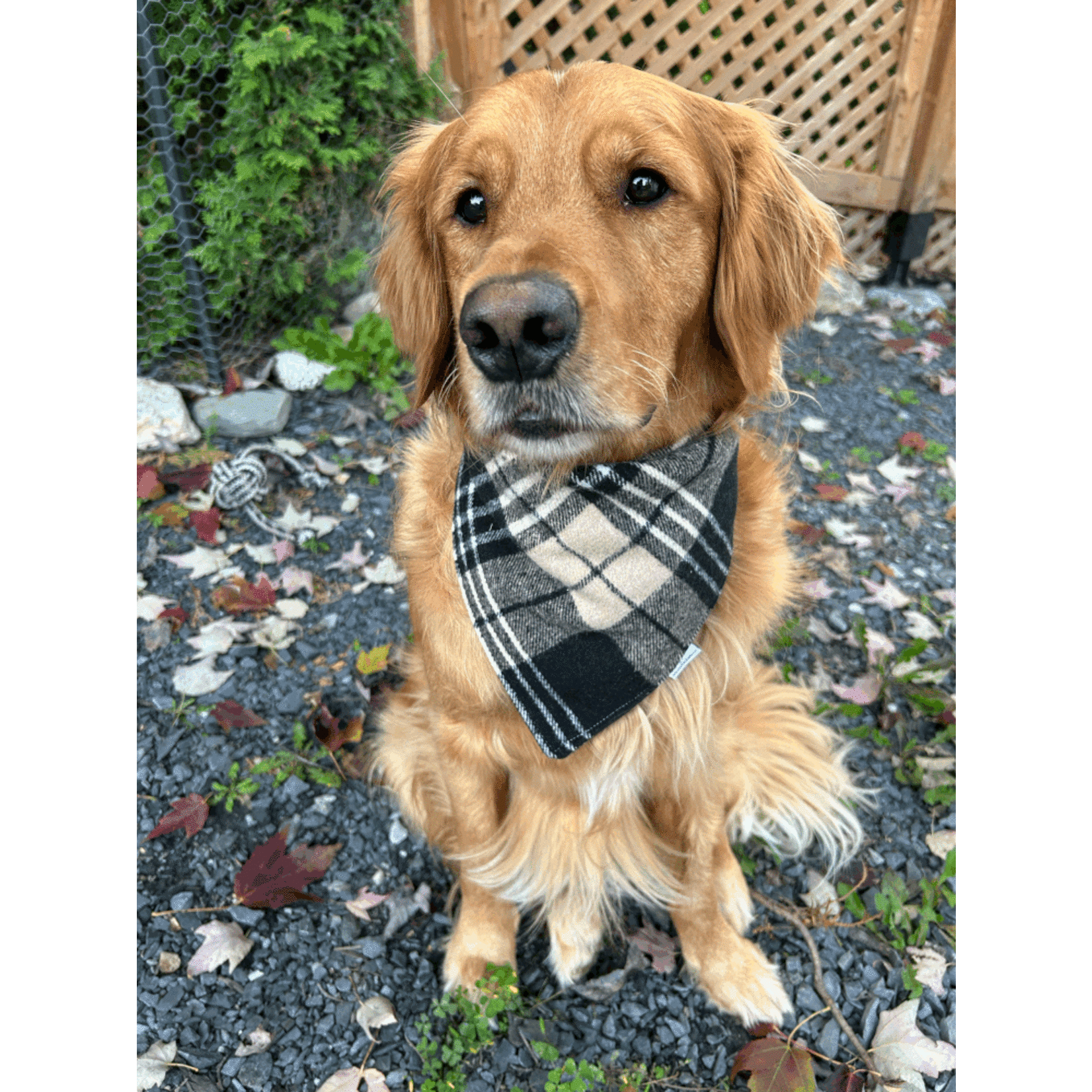 FOULARD CHAUD ET CHIC