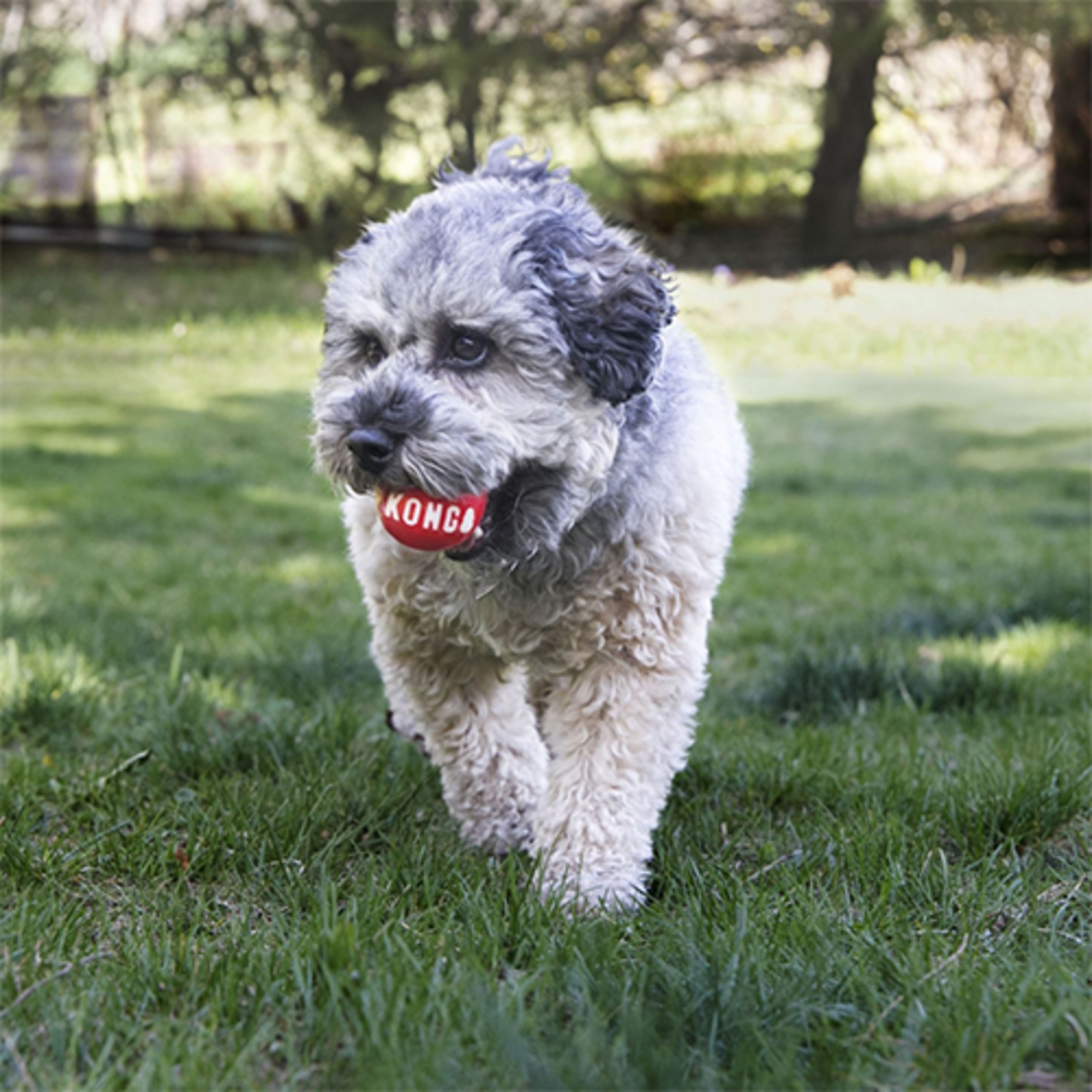 BALLE POUR PETIT CHIEN