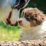 PUPPY AND DOG