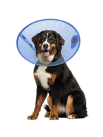 POST-SURGERY COLLAR