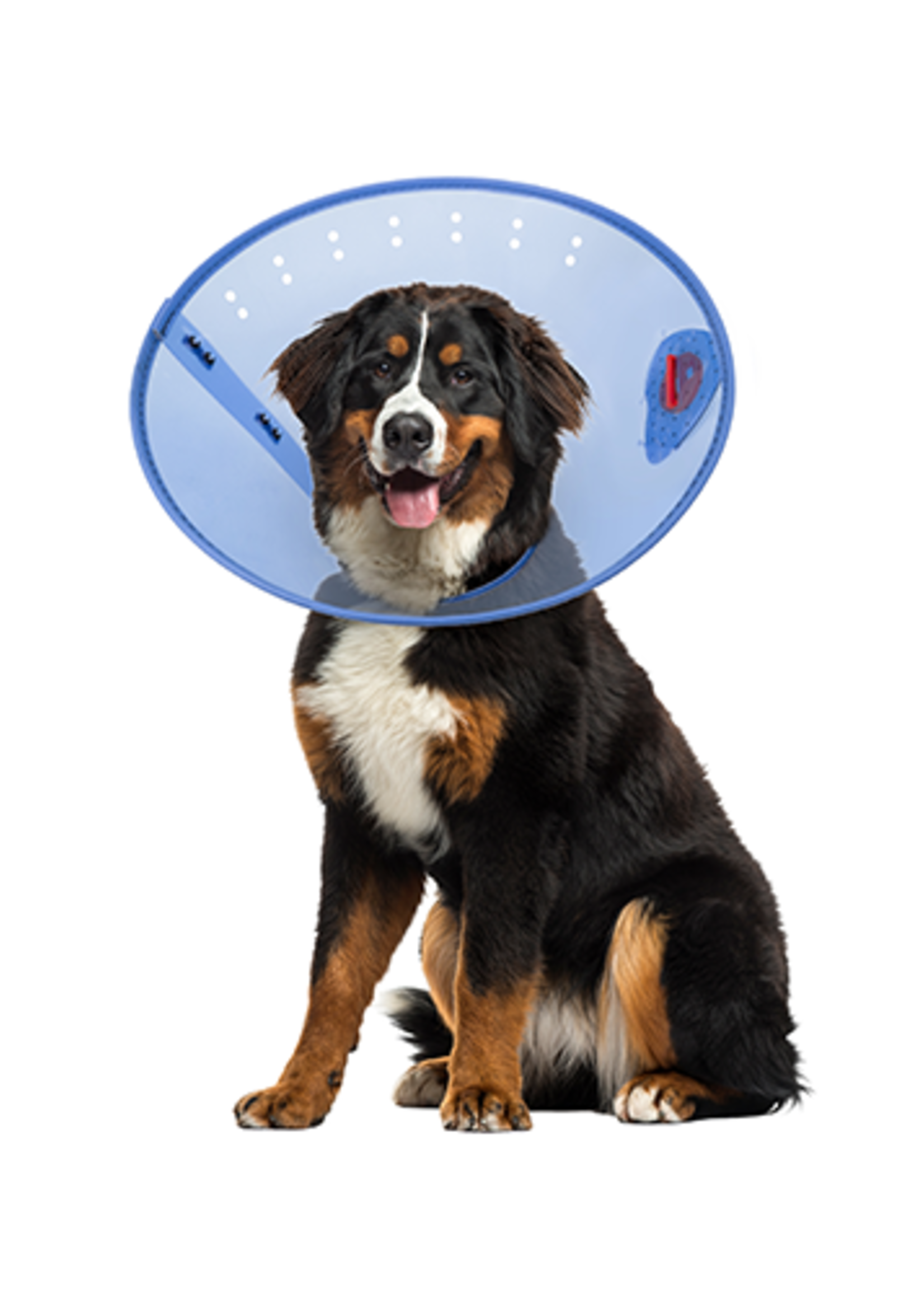 POST-SURGERY COLLAR