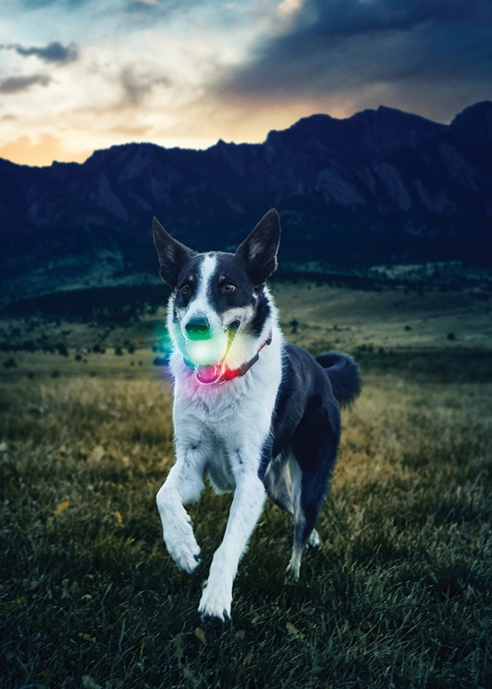 JOUET POUR CHIEN DISC-O À BOULE LED