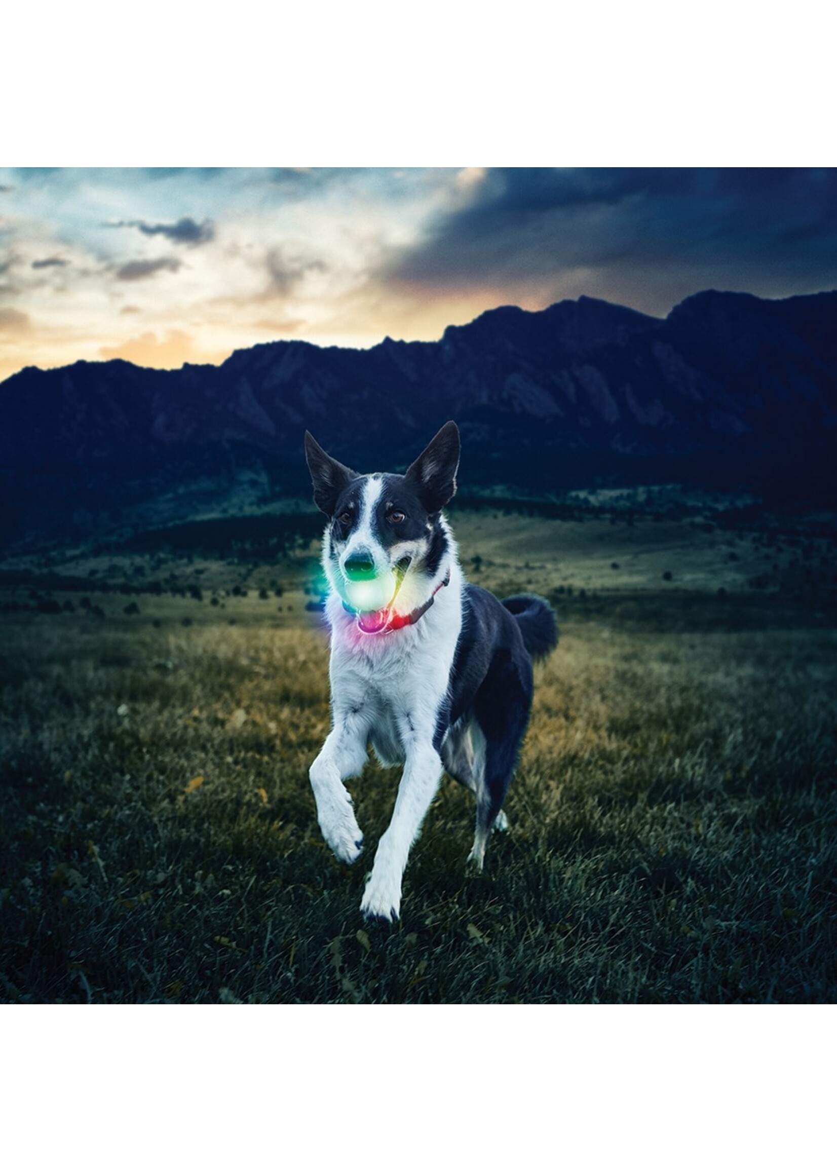 JOUET POUR CHIEN DISC-O À BOULE LED