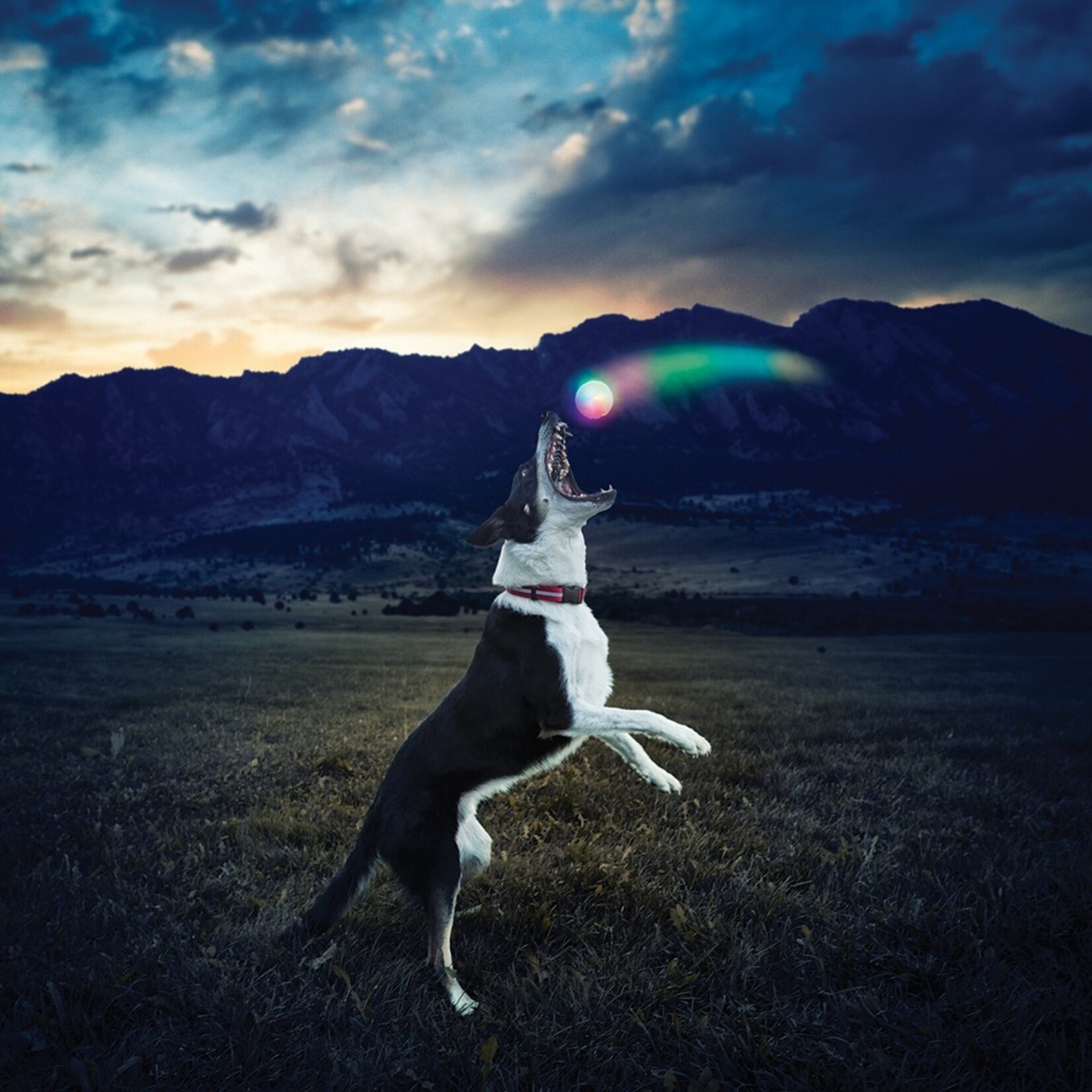 Disc-O Dog Toy - Bright and Sturdy LED Ball