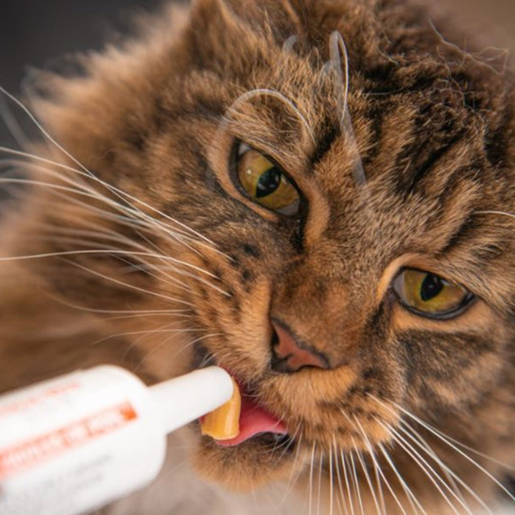 Hairball Treatment for Fussy Cats | Preventive Paste