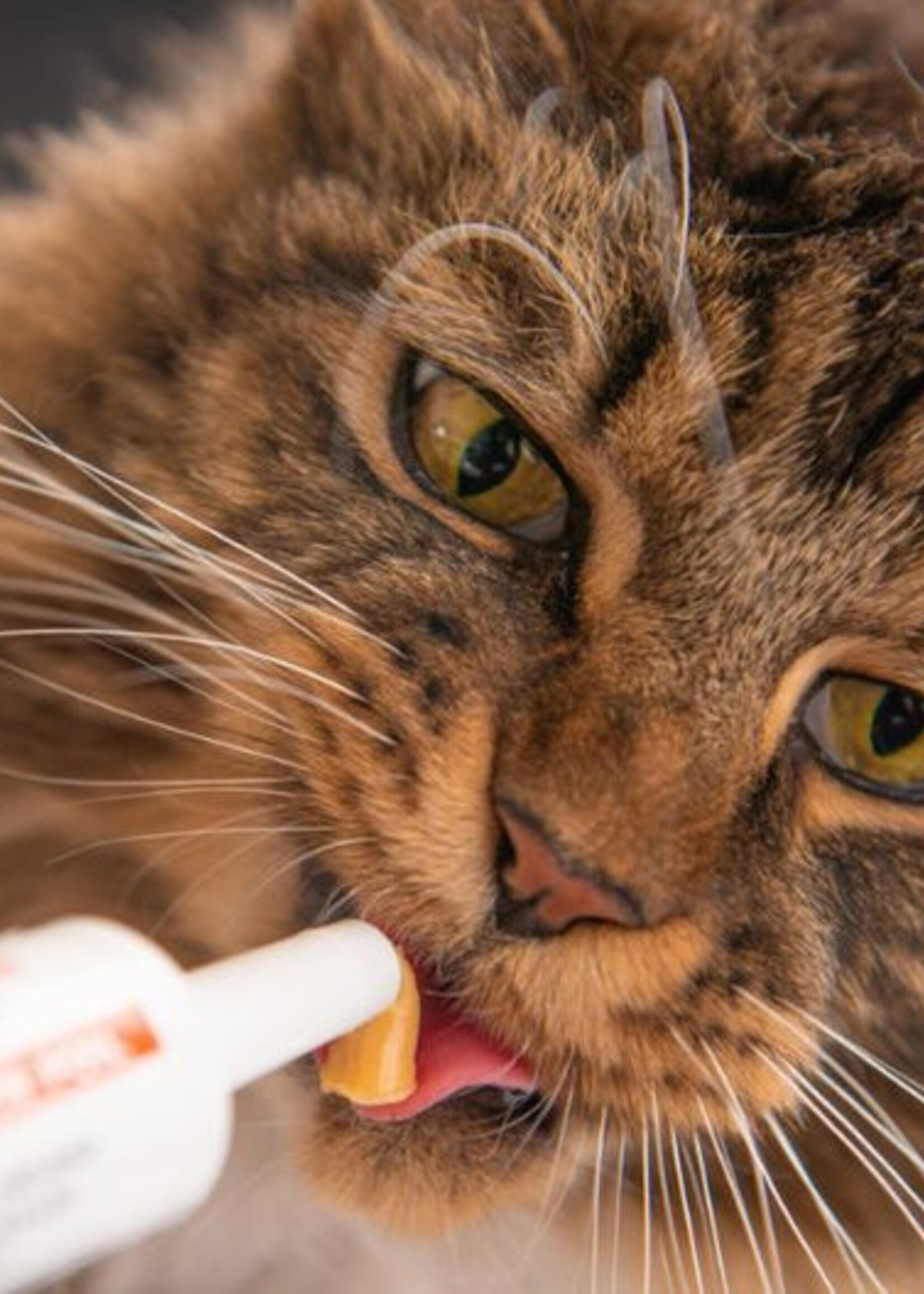 Hairball Treatment for Fussy Cats | Preventive Paste