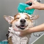 kong ZoomGroom Bubles