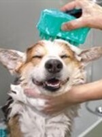 kong Brosse de bain KONG ZoomGroom | Distributeur de shampoing et massage pour chien