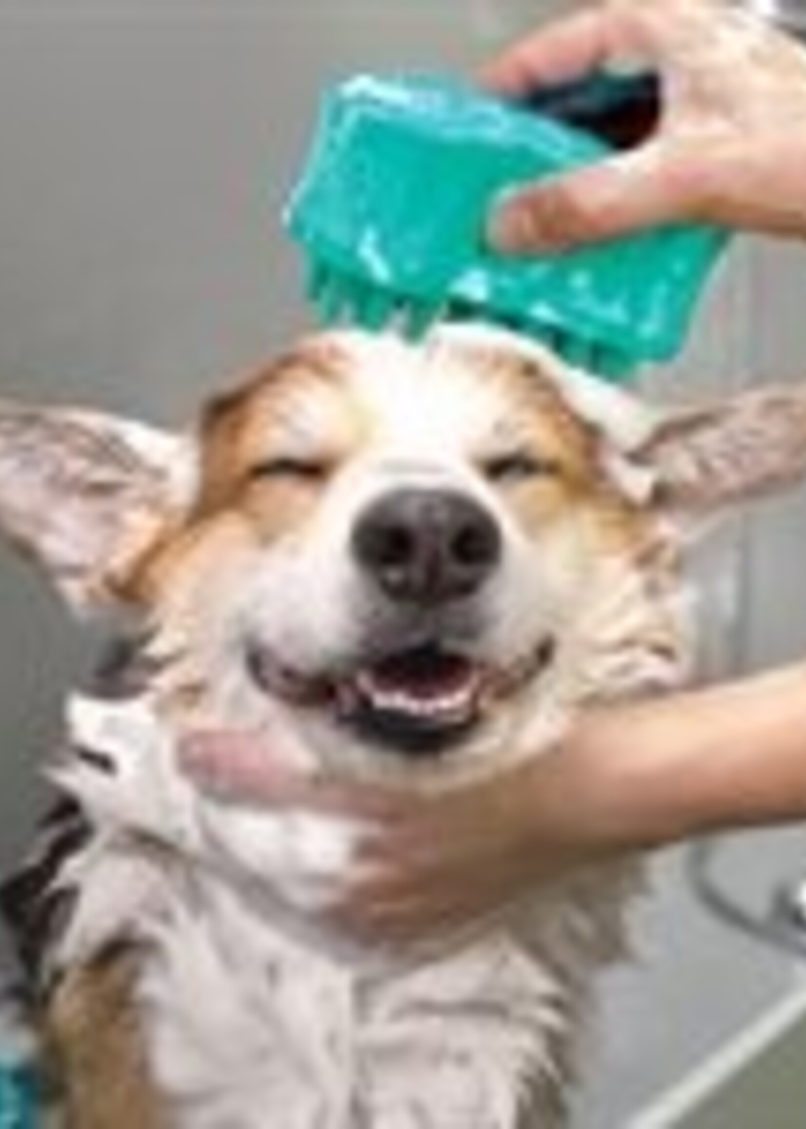 kong Brosse de bain KONG ZoomGroom | Distributeur de shampoing et massage pour chien