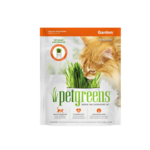 Herbe à chat prêt à cultiver