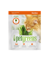 Herbe à chat prêt à cultiver