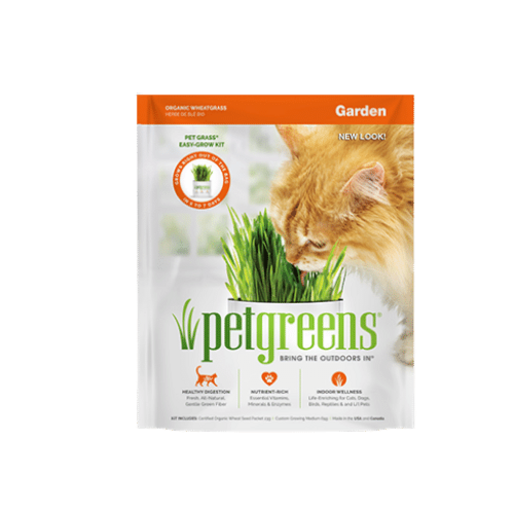 Herbe à chat prêt à cultiver