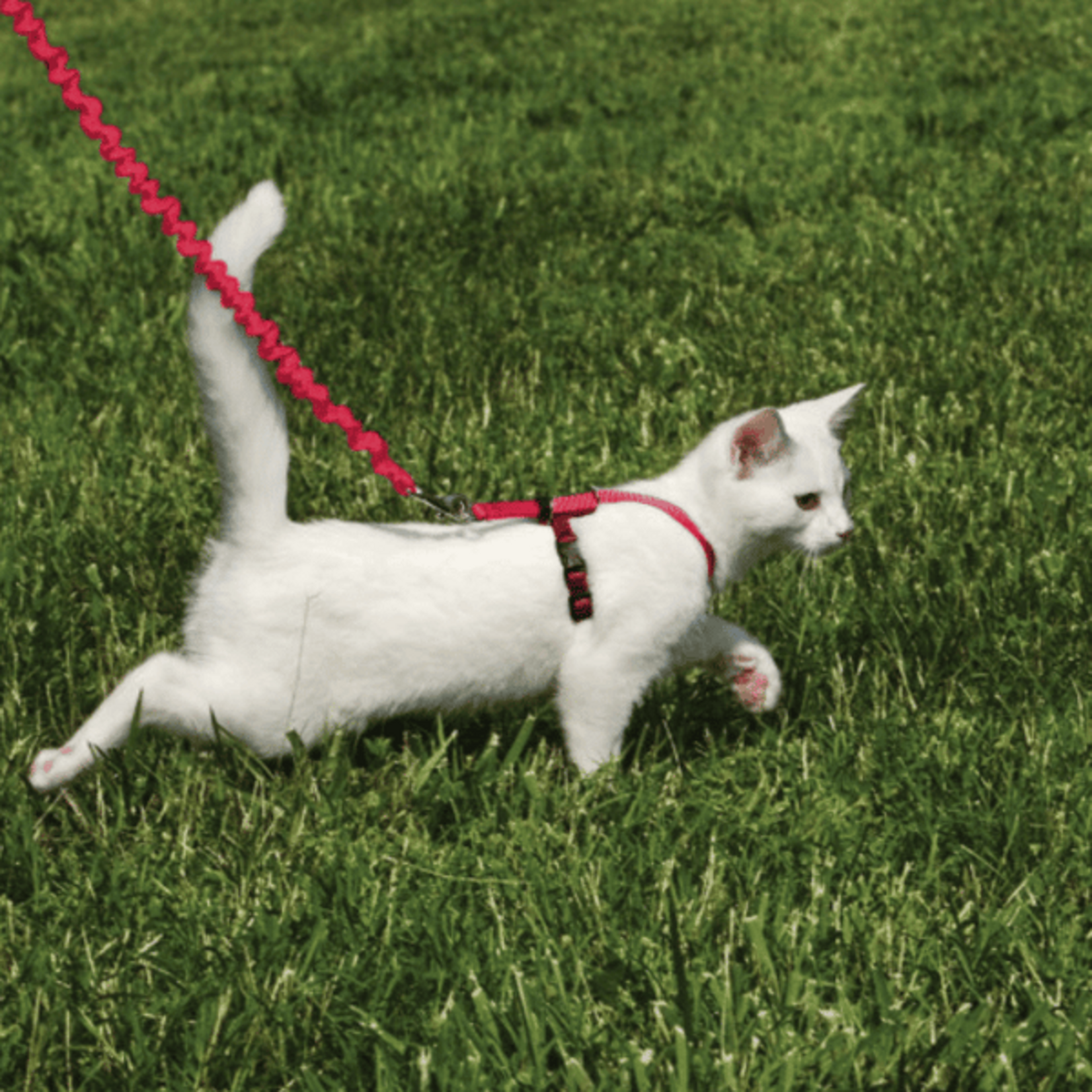 Harnais Et Laisse Bungee Pour Chat