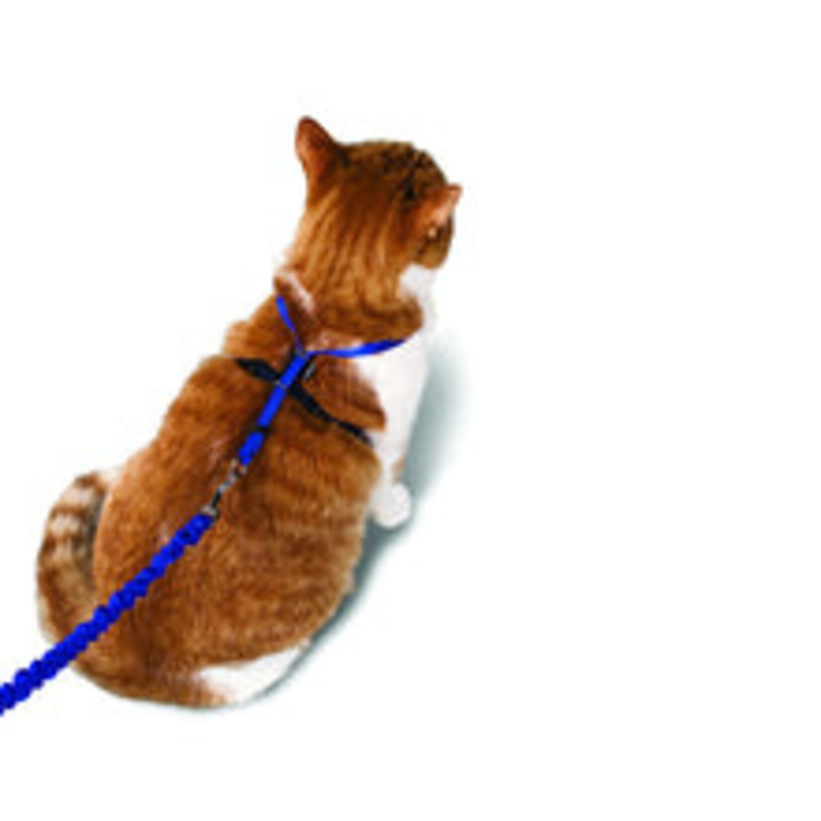 Harnais Et Laisse Bungee Pour Chat