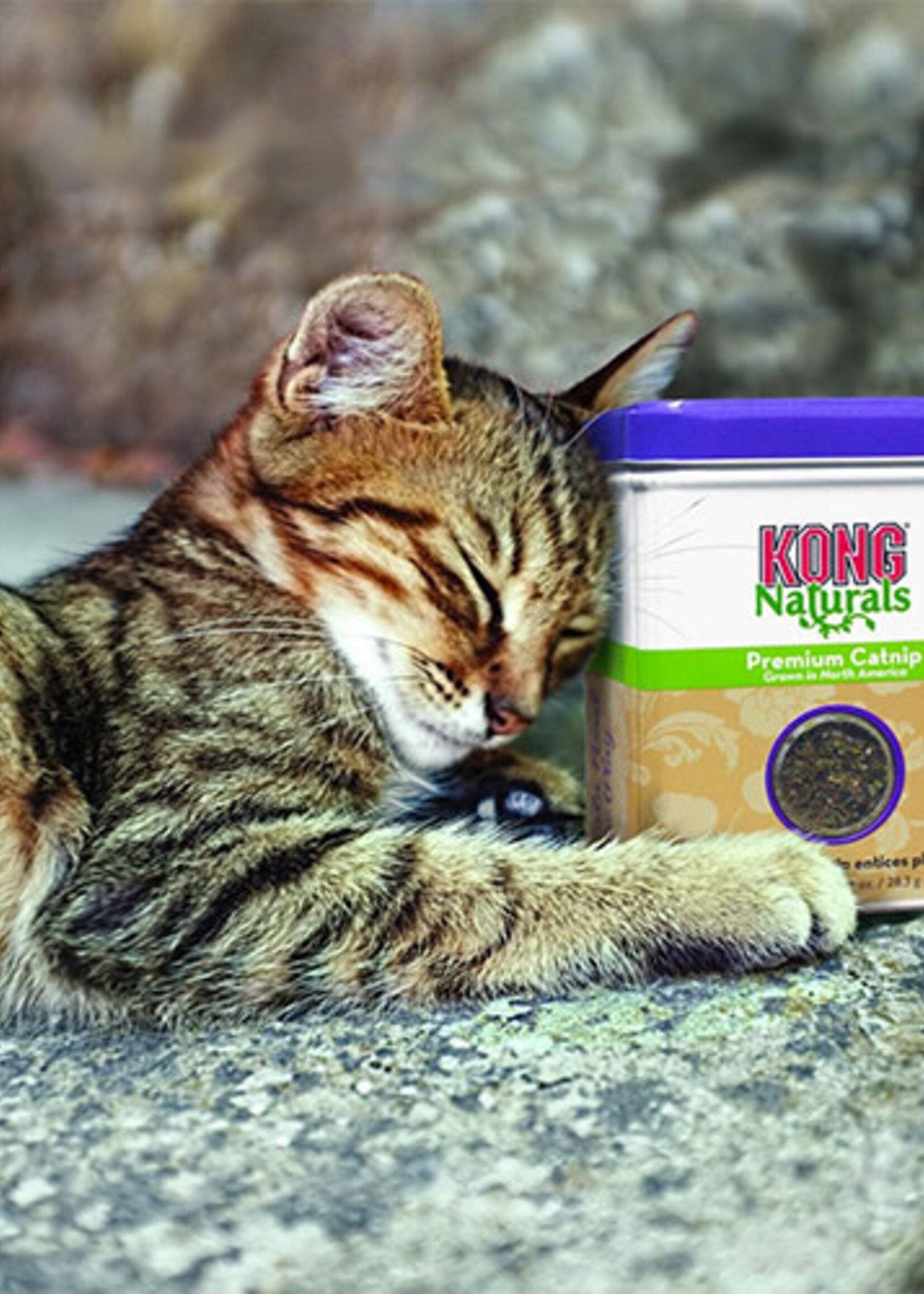 kong L'herbe à chat nord-américaine
