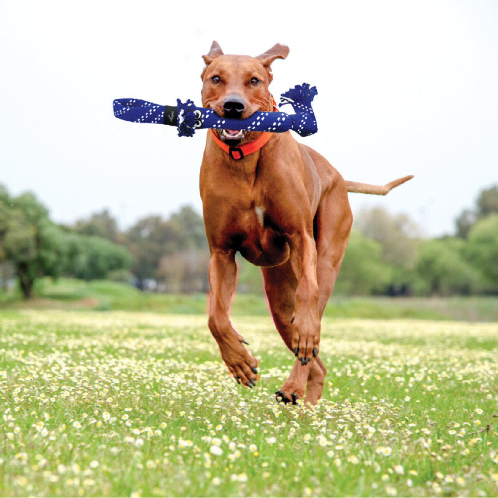 kong SCRUBZ JOUET POUR CHIEN