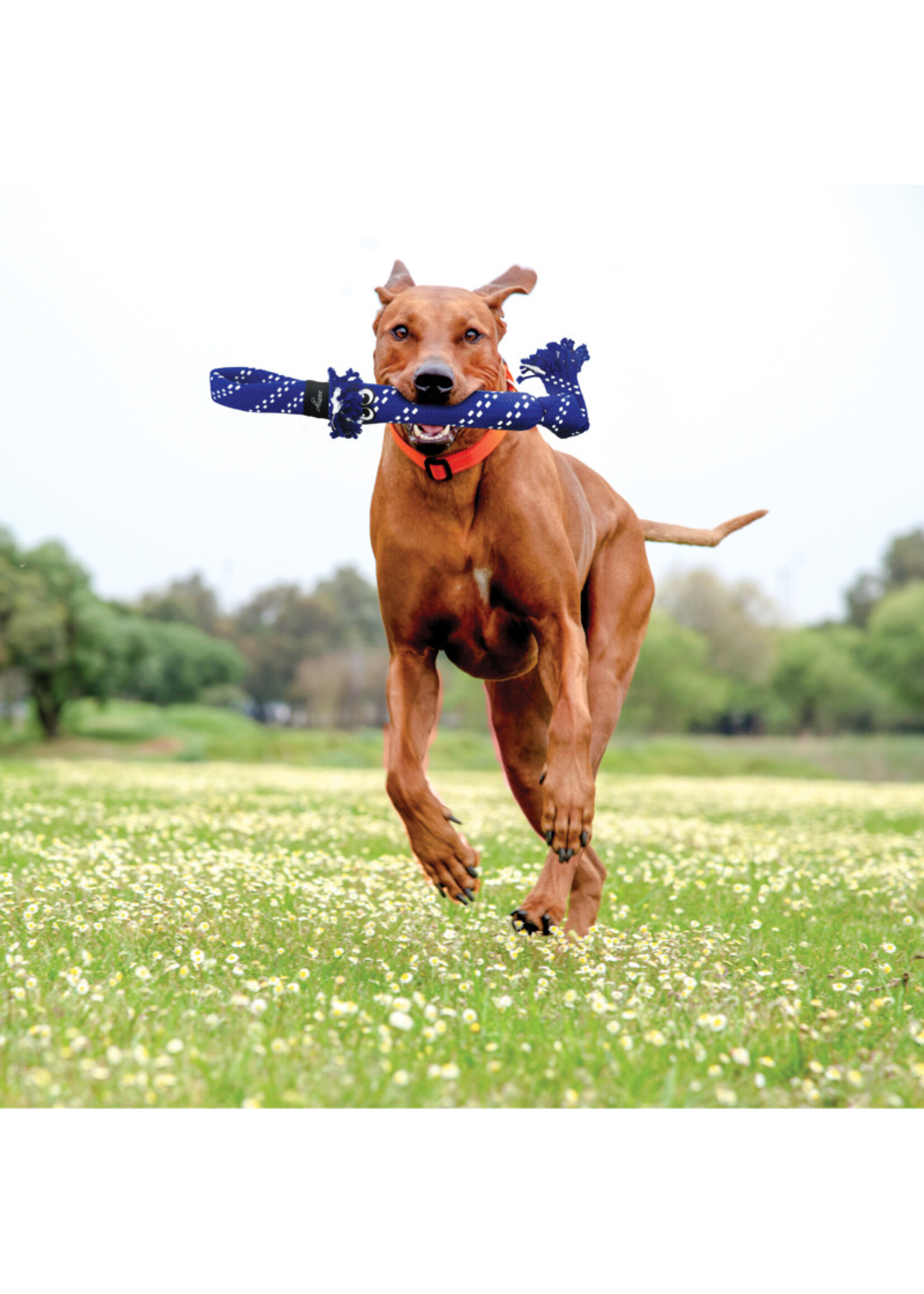 SCRUBZ JOUET POUR CHIEN