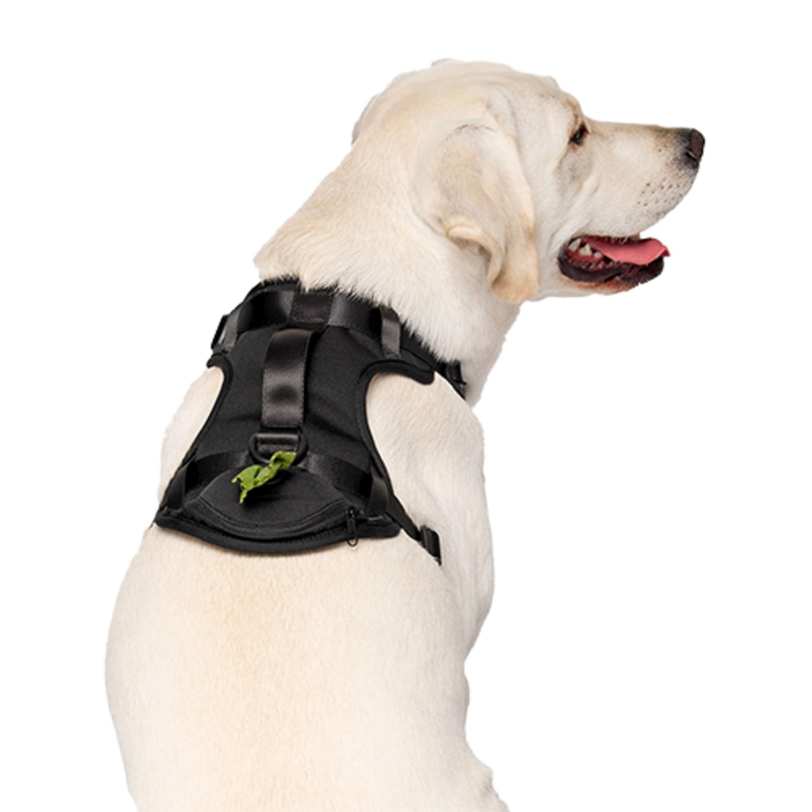 HARNAIS AVEC DISTRIBUTEUR DE SACS A CROTTES