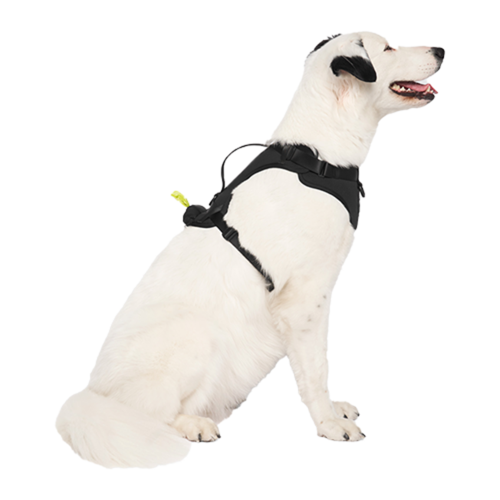 HARNAIS AVEC DISTRIBUTEUR DE SACS A CROTTES