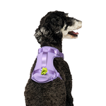 HARNAIS AVEC DISTRIBUTEUR DE SACS A CROTTES