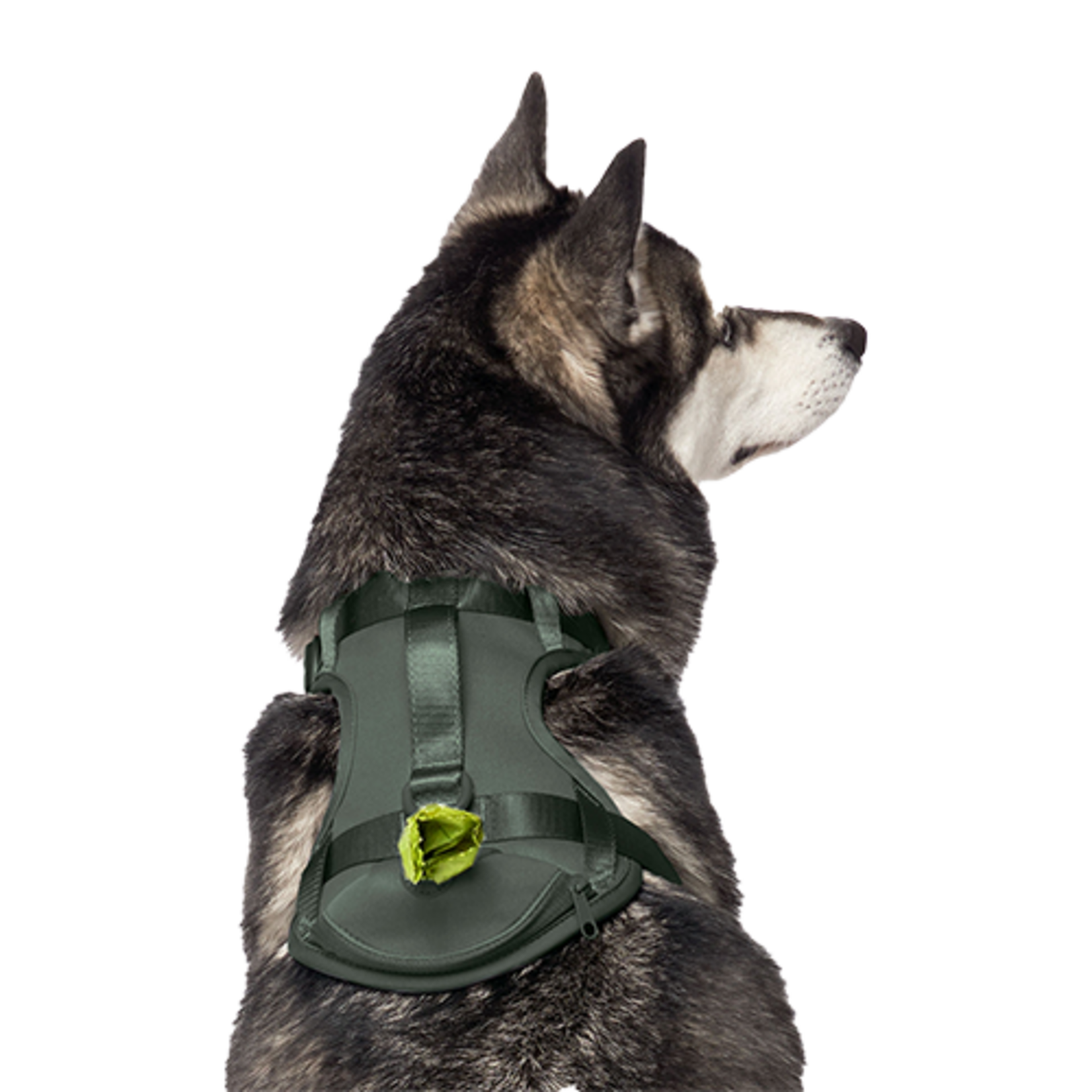 HARNAIS AVEC DISTRIBUTEUR DE SACS A CROTTES