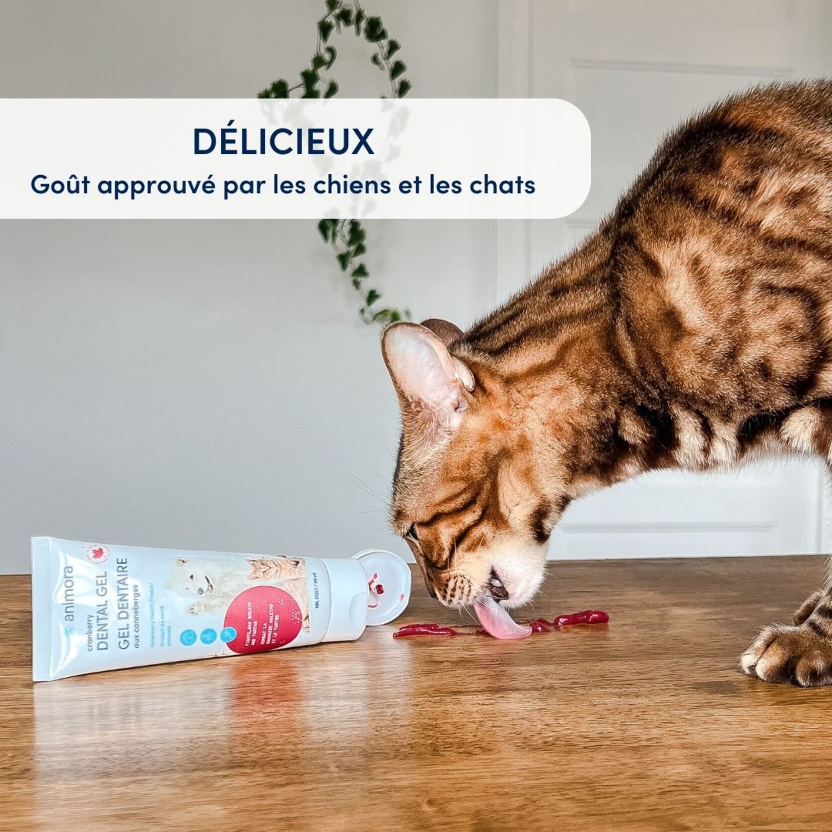 GEL DENTAIRE AU CANNEBERGE POUR CHIEN ET CHAT