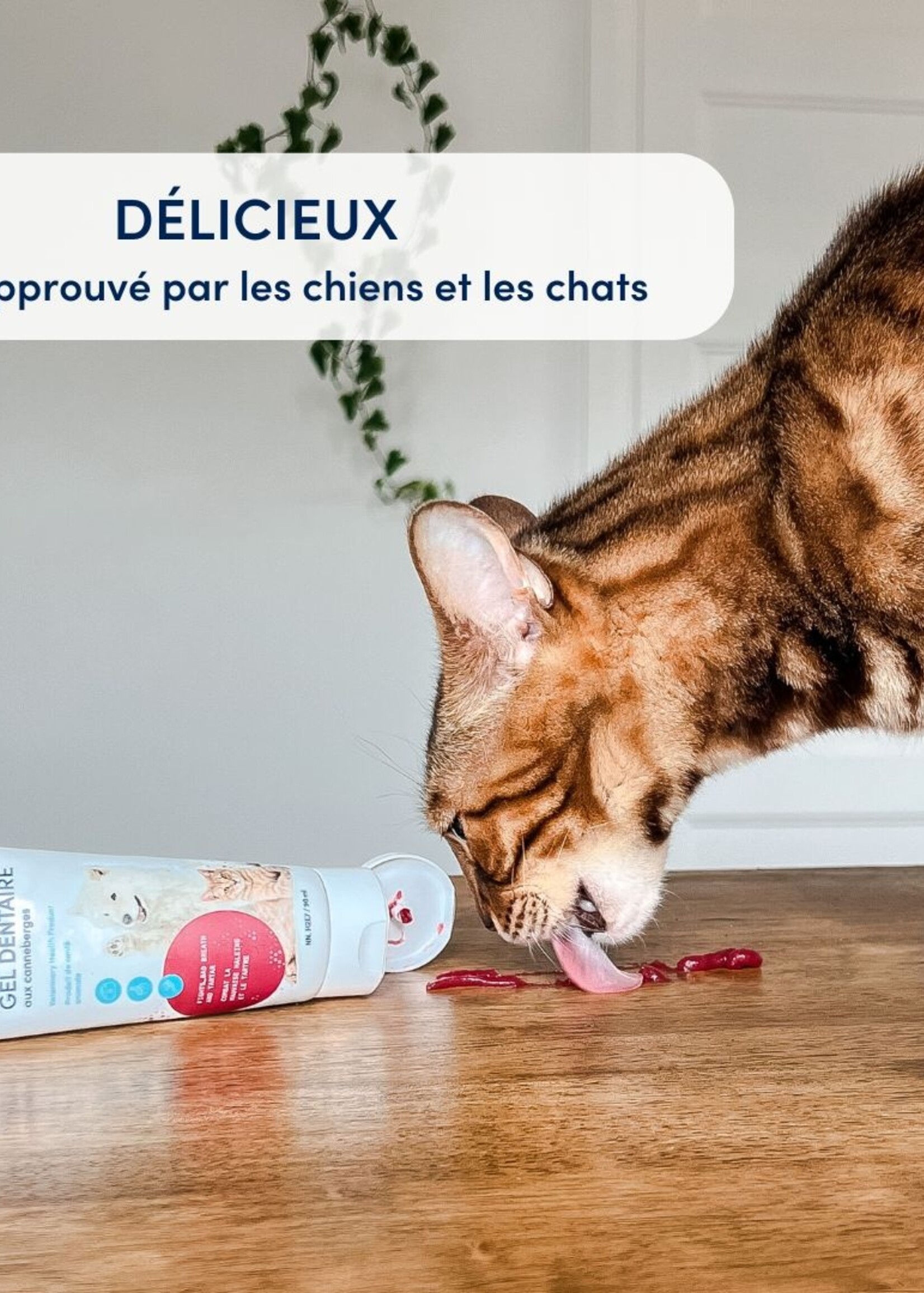 GEL DENTAIRE AU CANNEBERGE POUR CHIEN ET CHAT