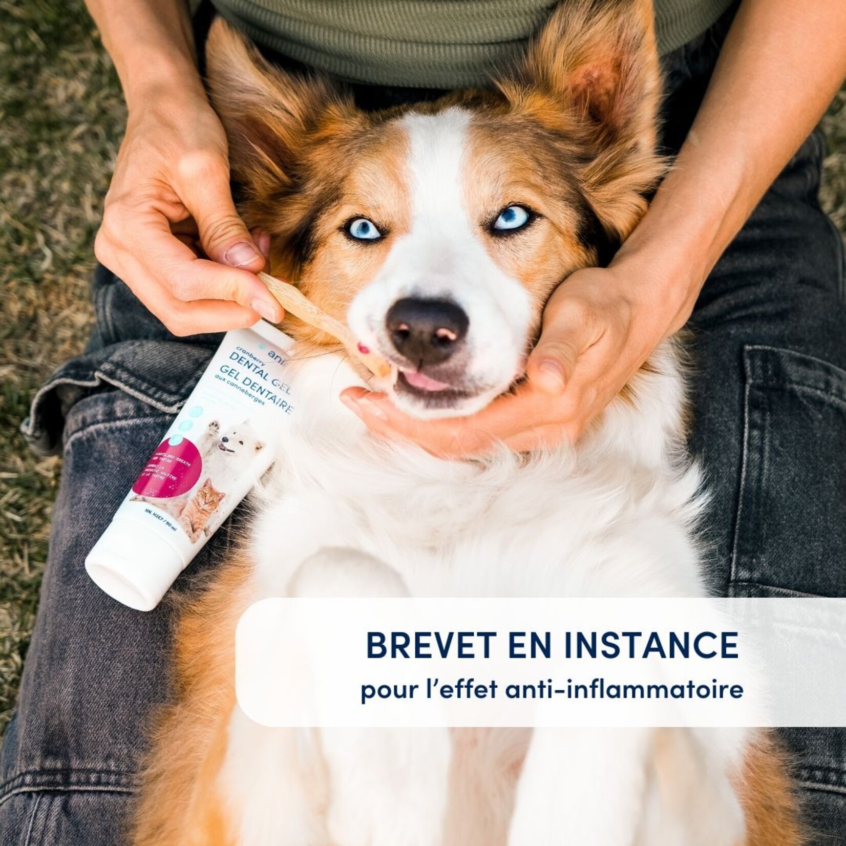 GEL DENTAIRE AU CANNEBERGE POUR CHIEN ET CHAT