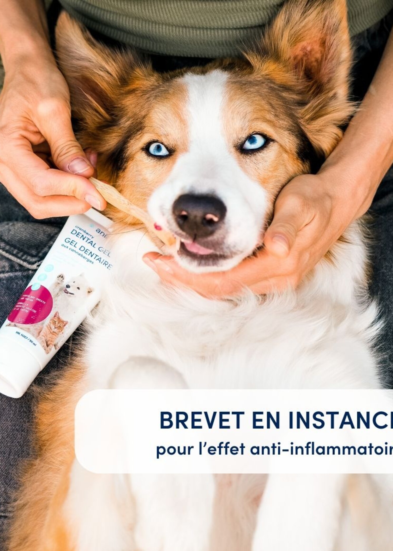 GEL DENTAIRE AU CANNEBERGE POUR CHIEN ET CHAT