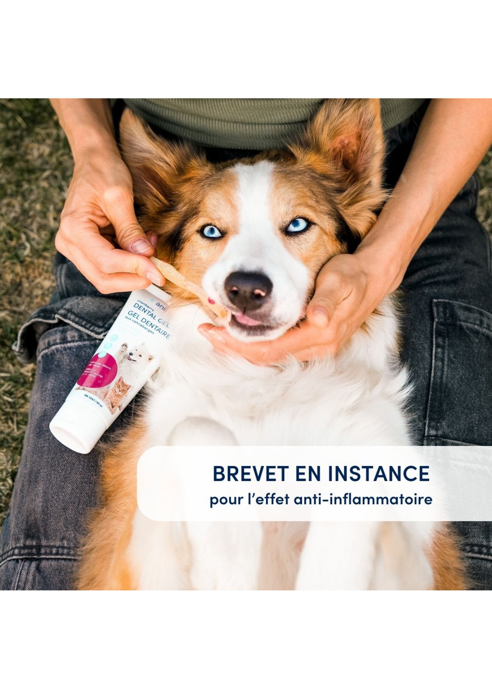 GEL DENTAIRE AU CANNEBERGE POUR CHIEN ET CHAT