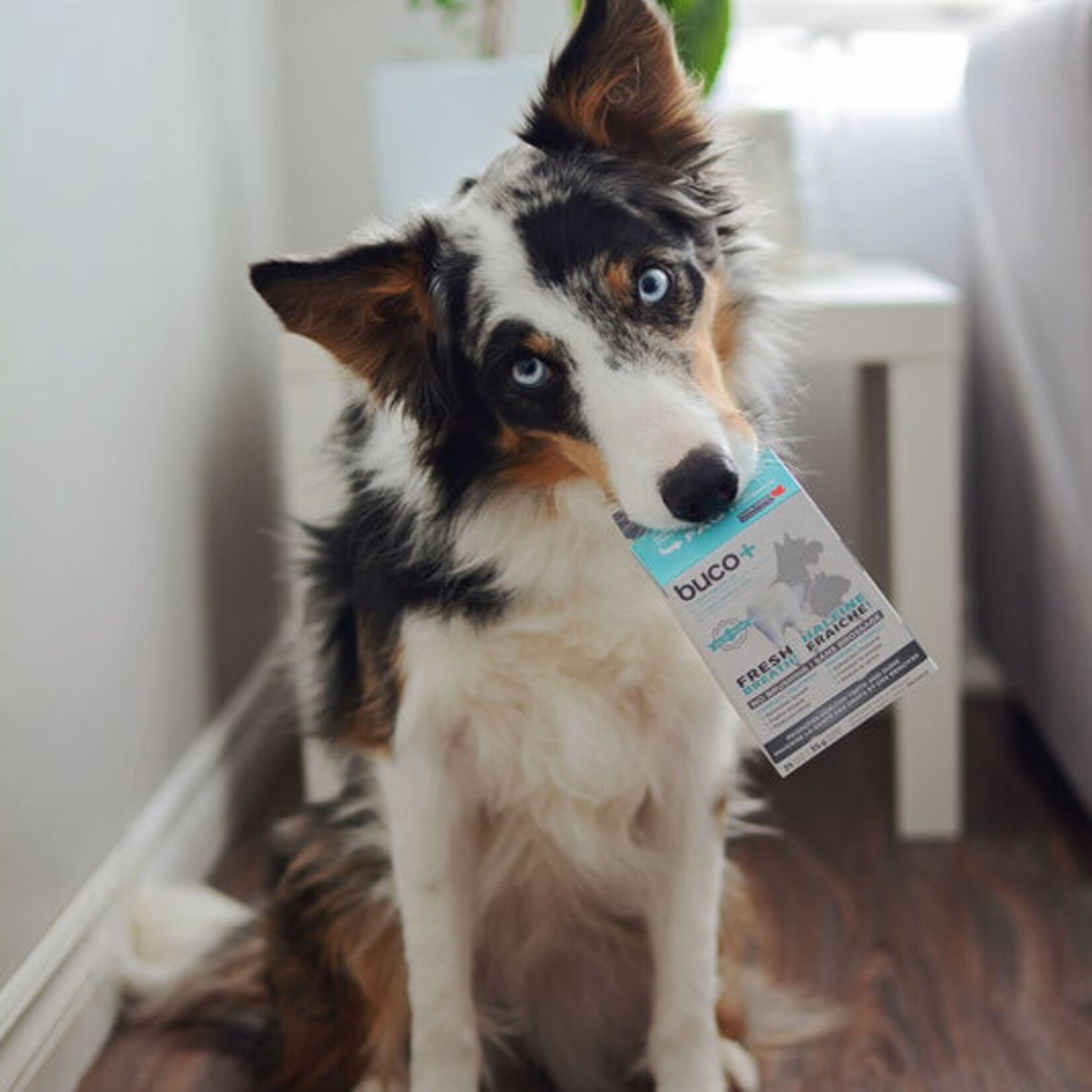 buco+ soins dentaires | chats et chiens -+ de 15 kg