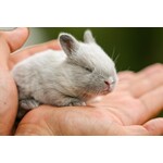 small rodents and rabbits