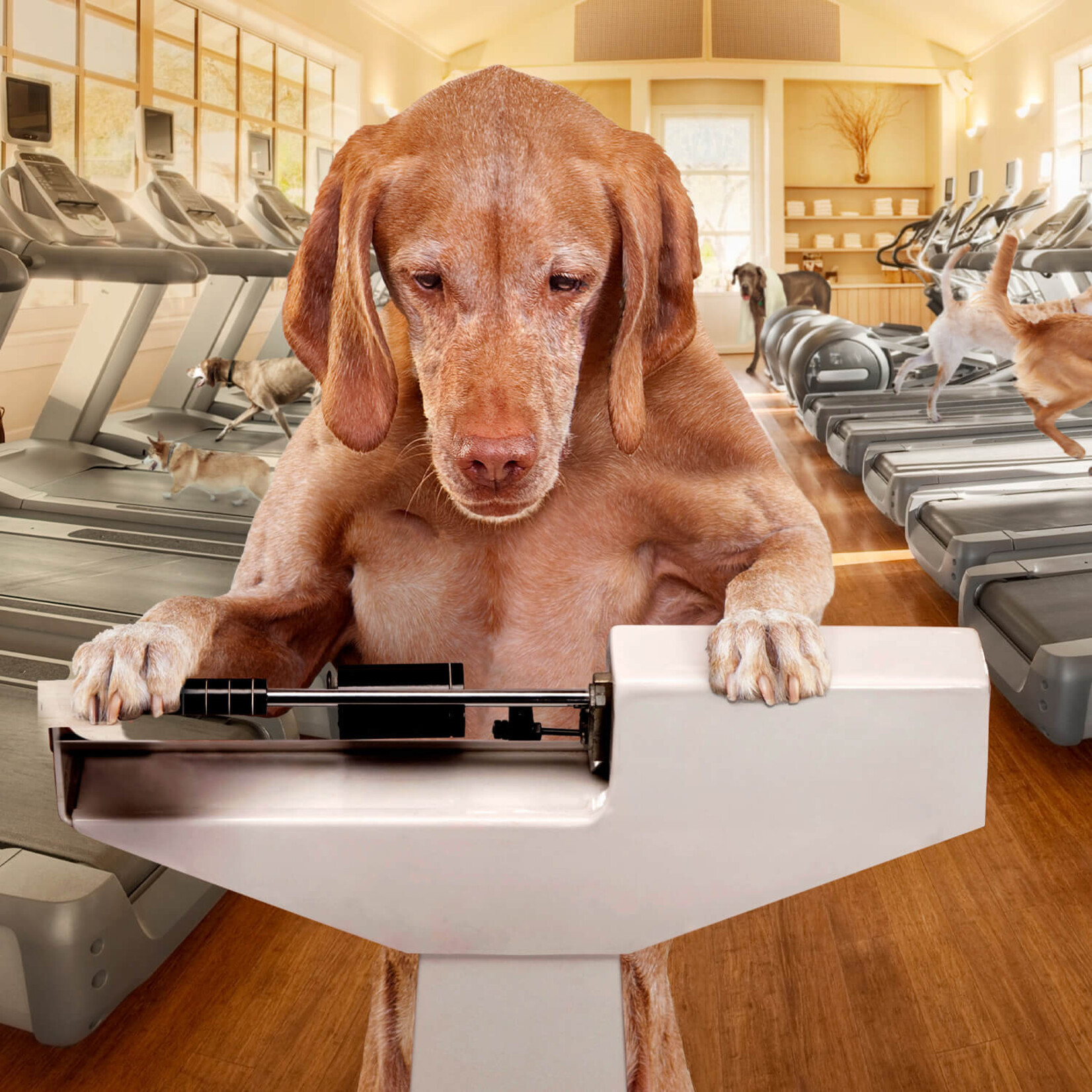 Fromm Weight Management Gold
