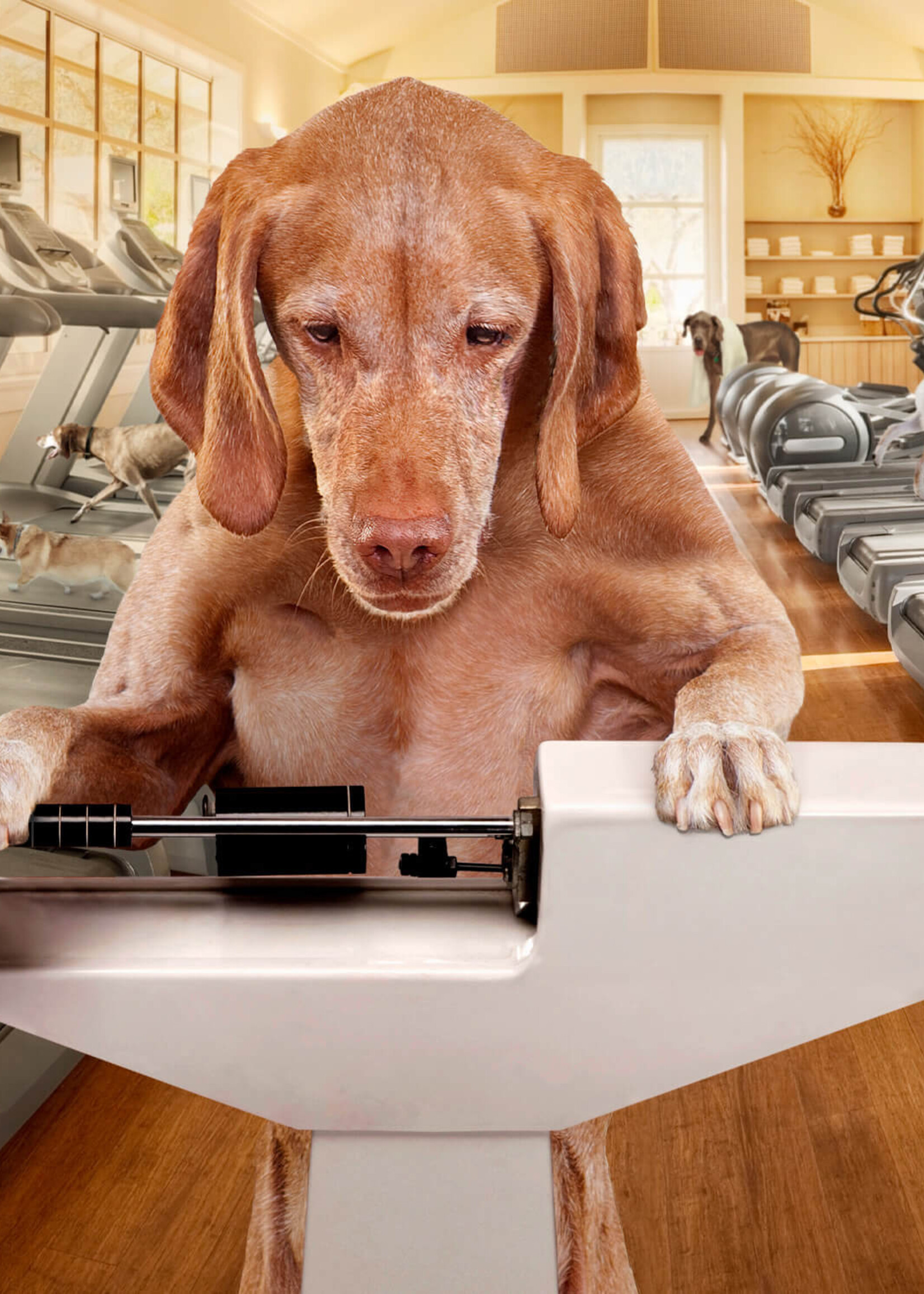 Fromm Weight Management Gold