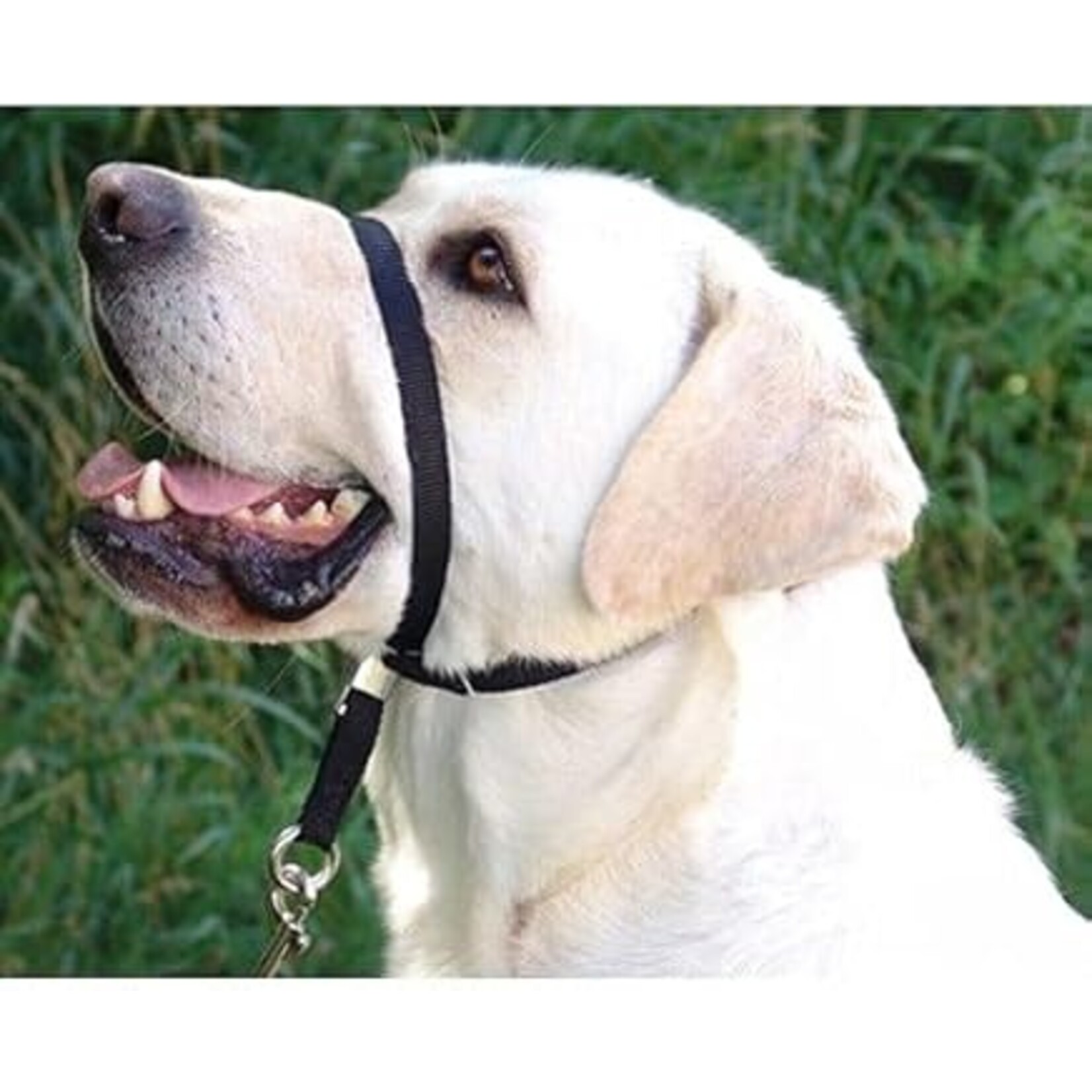 ULTIMATE HEADCOLLAR