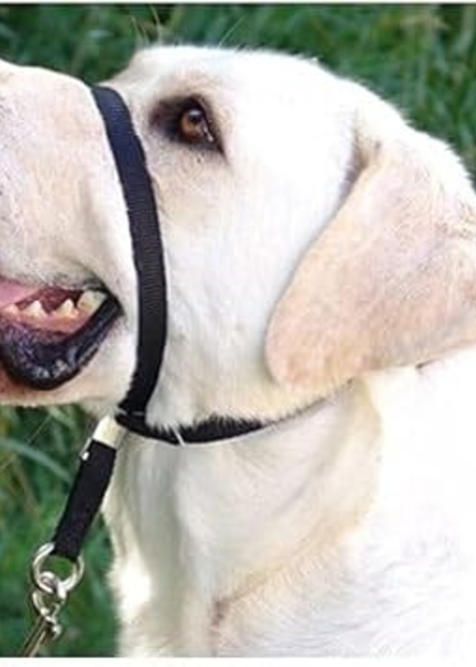 ULTIMATE HEADCOLLAR