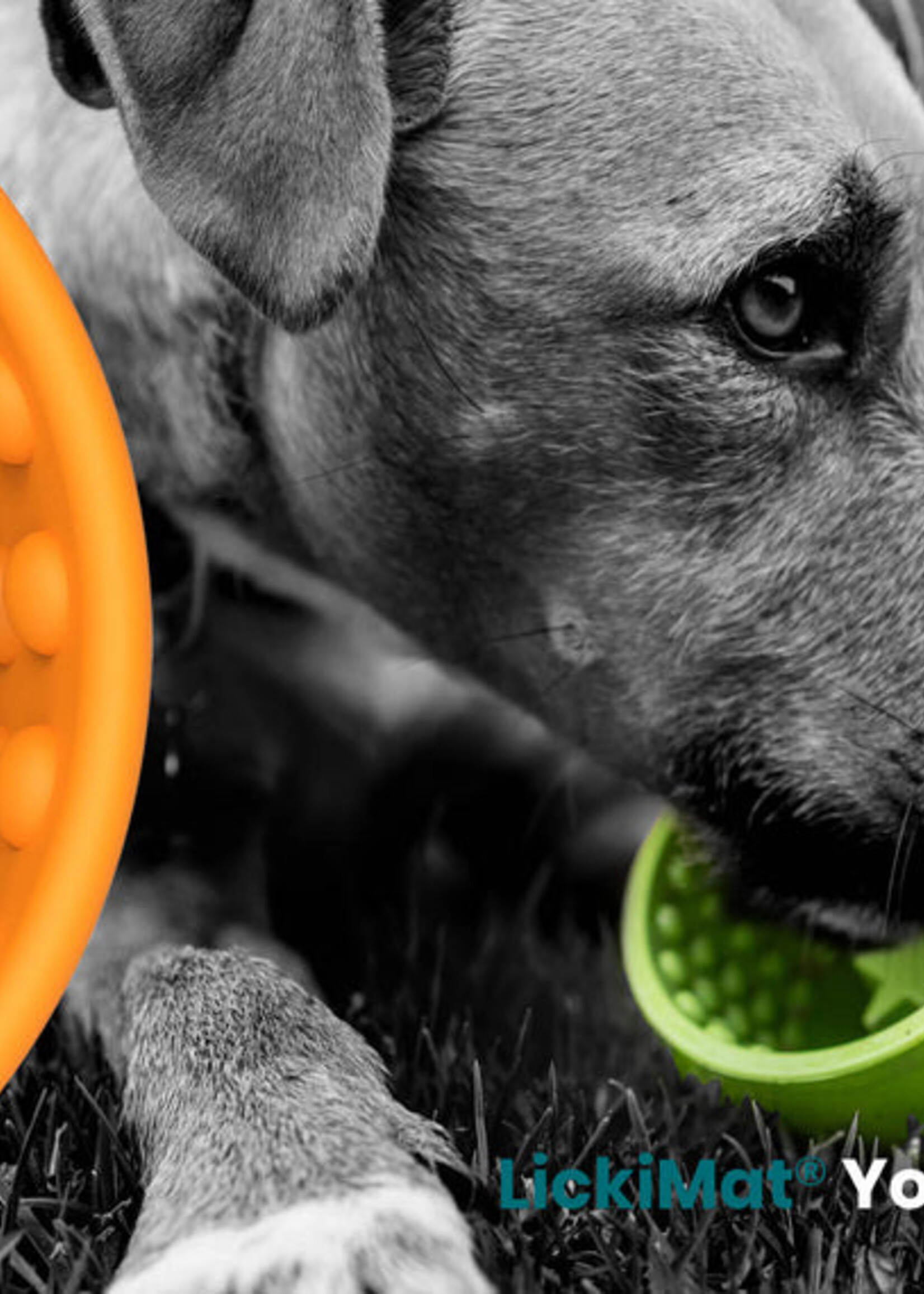 Pot de yaourt pour chien