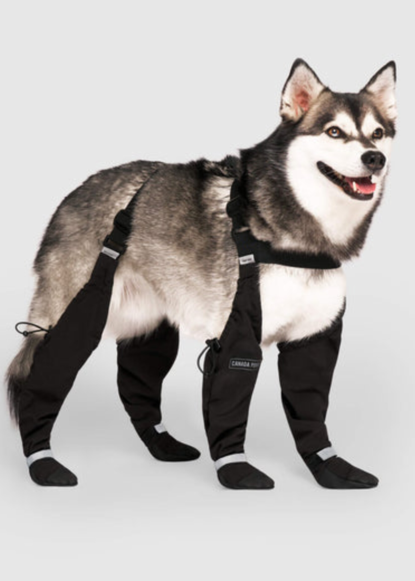 Bottes à bretelles chaudes pour chiens – L’hiver en toute élégance et confort !
