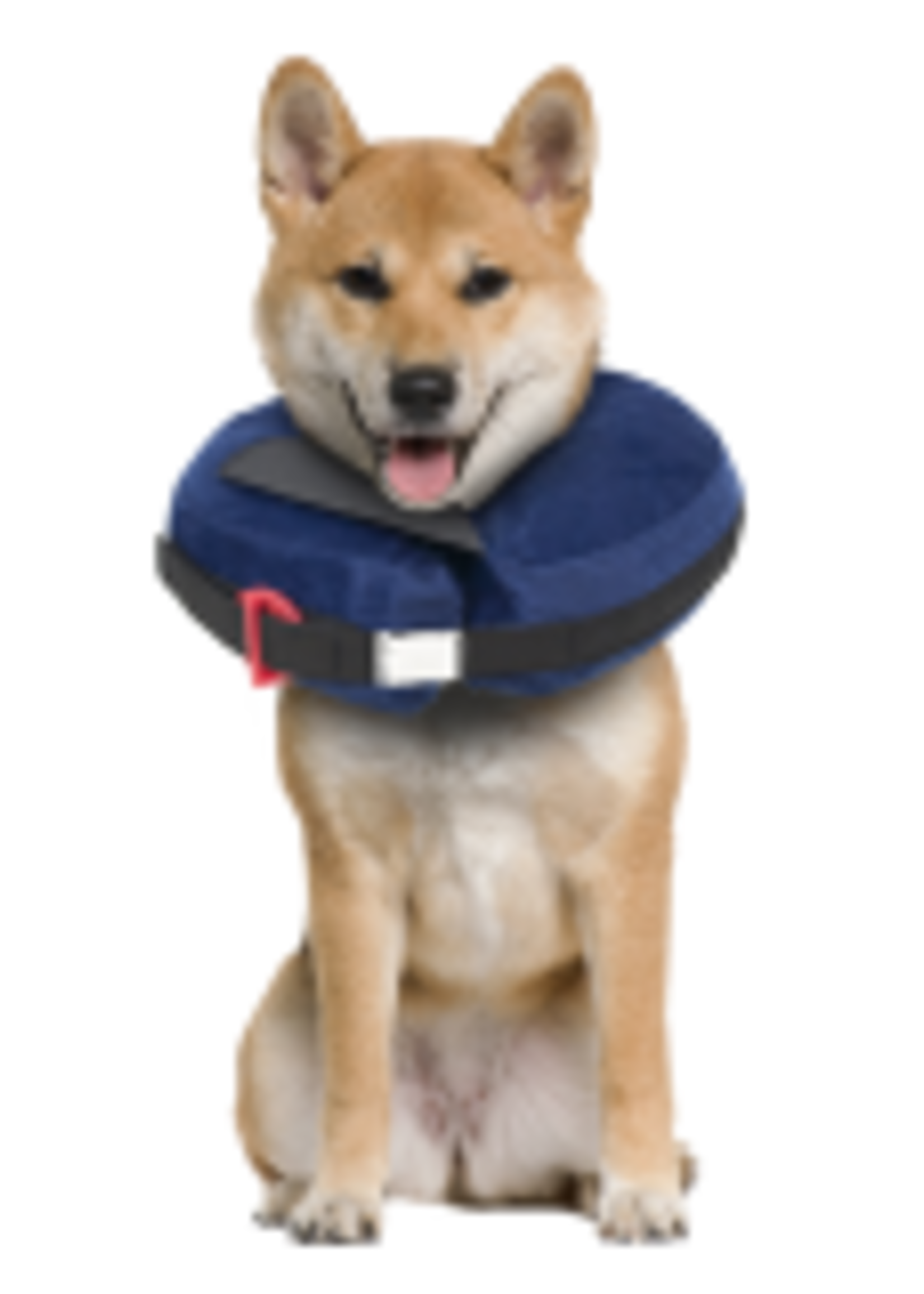 Protective Collar with Dog Calming Disc