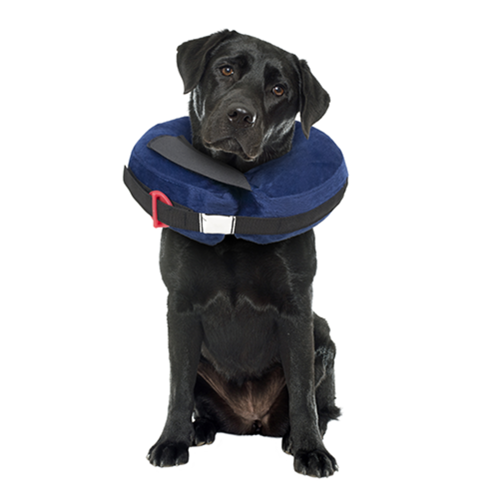 Protective Collar with Dog Calming Disc