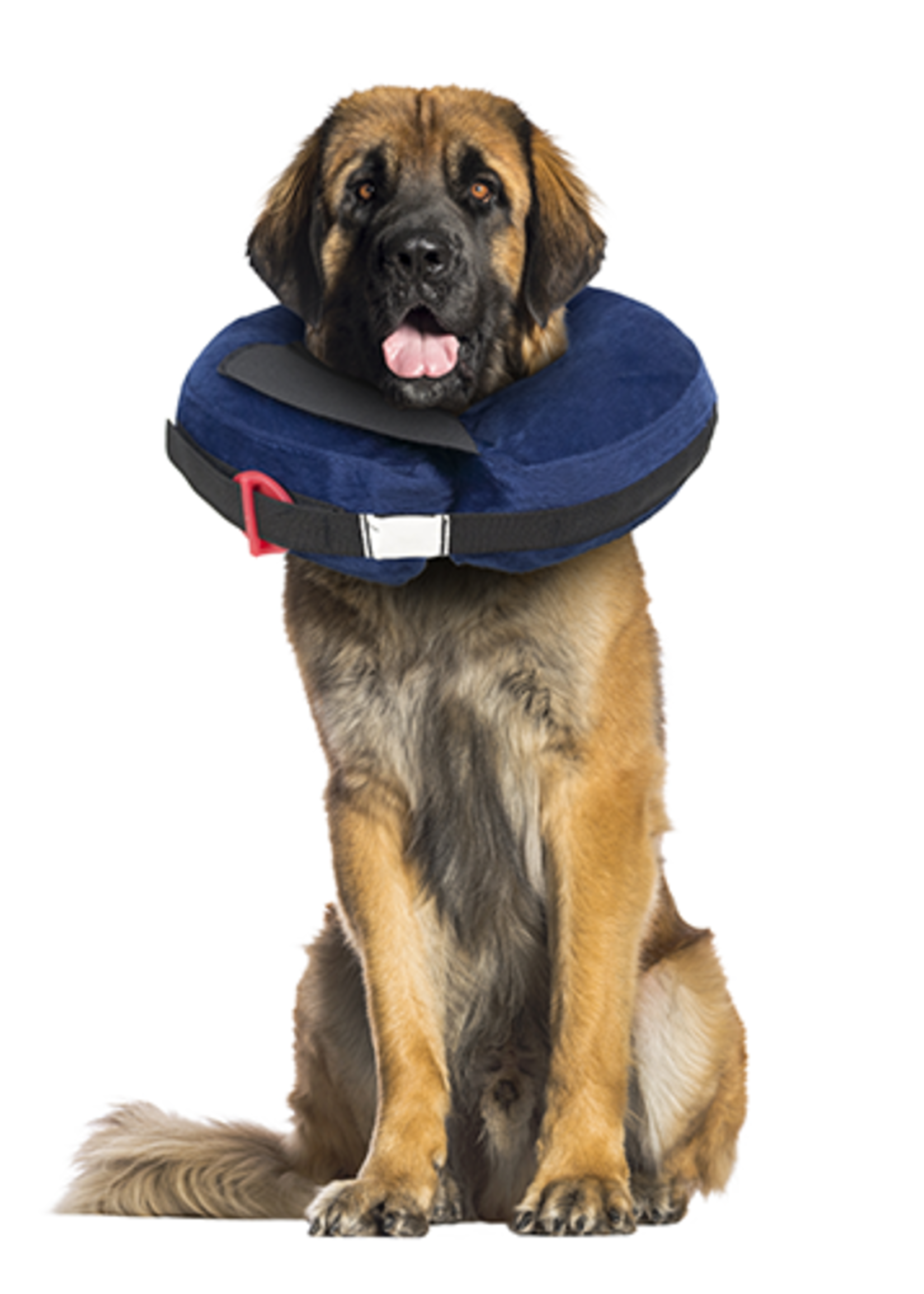 Protective Collar with Dog Calming Disc