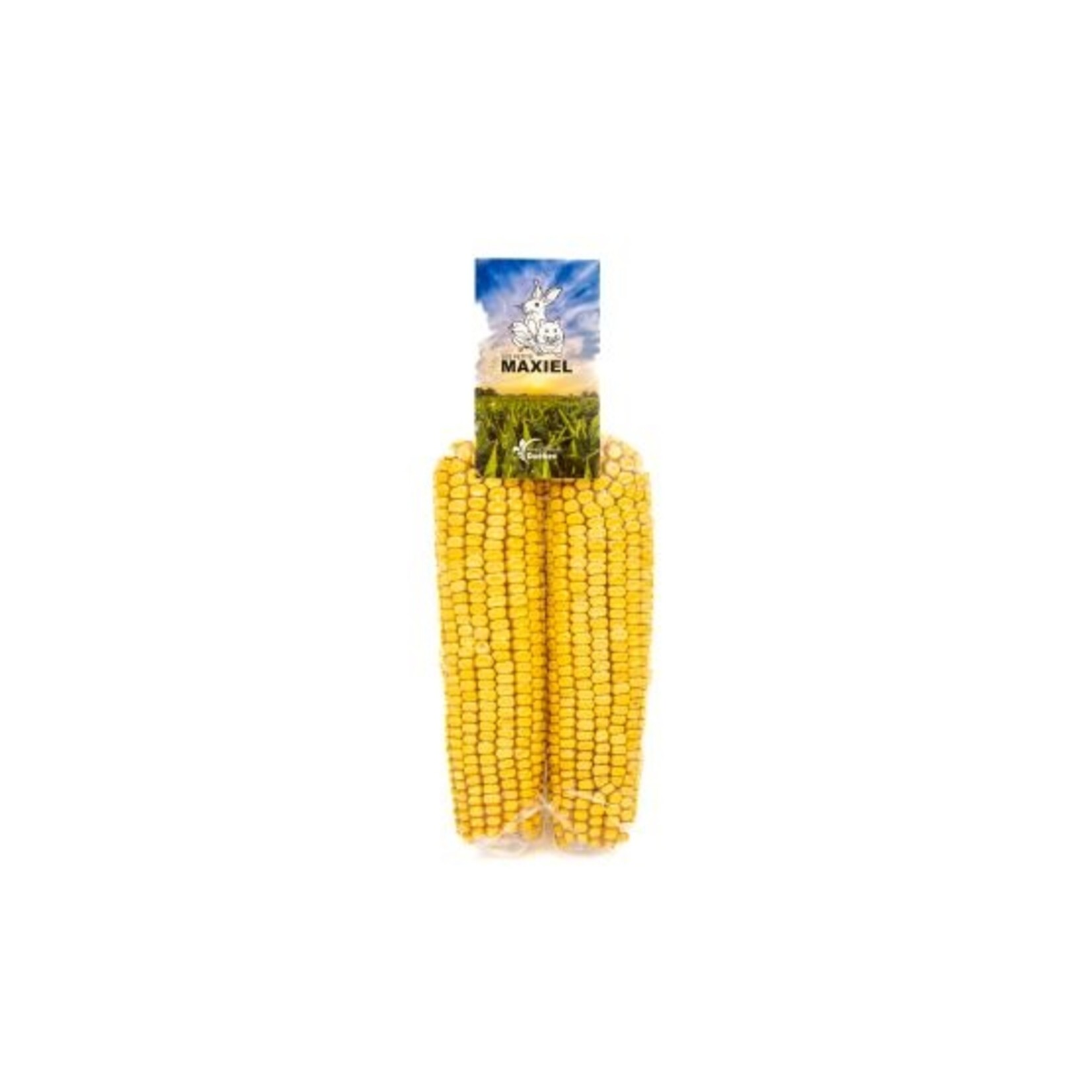 Duo Of Corn On The Cob