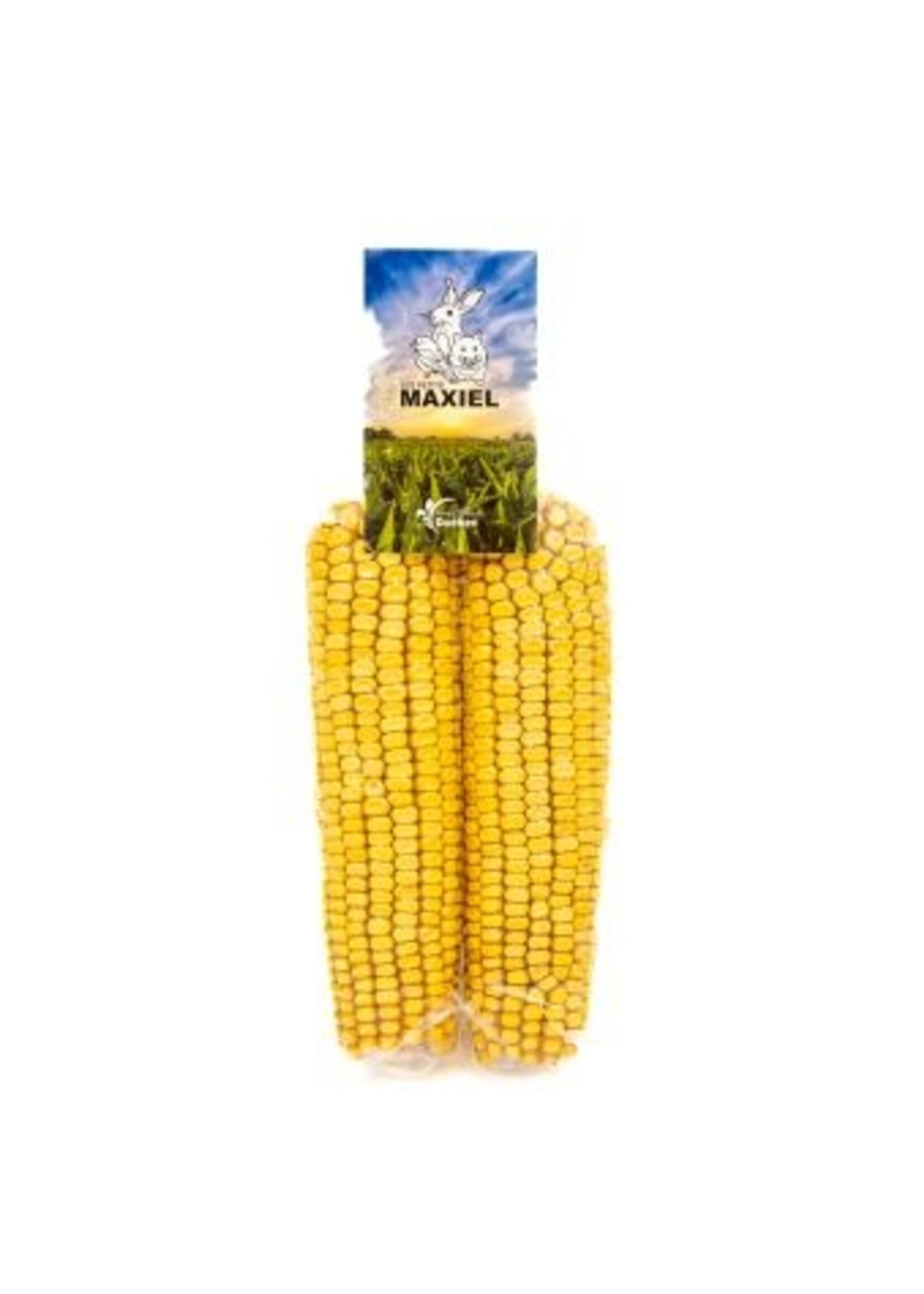 Duo Of Corn On The Cob