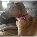 COLLIER AJUSTABLE POUR GRAND CHIEN