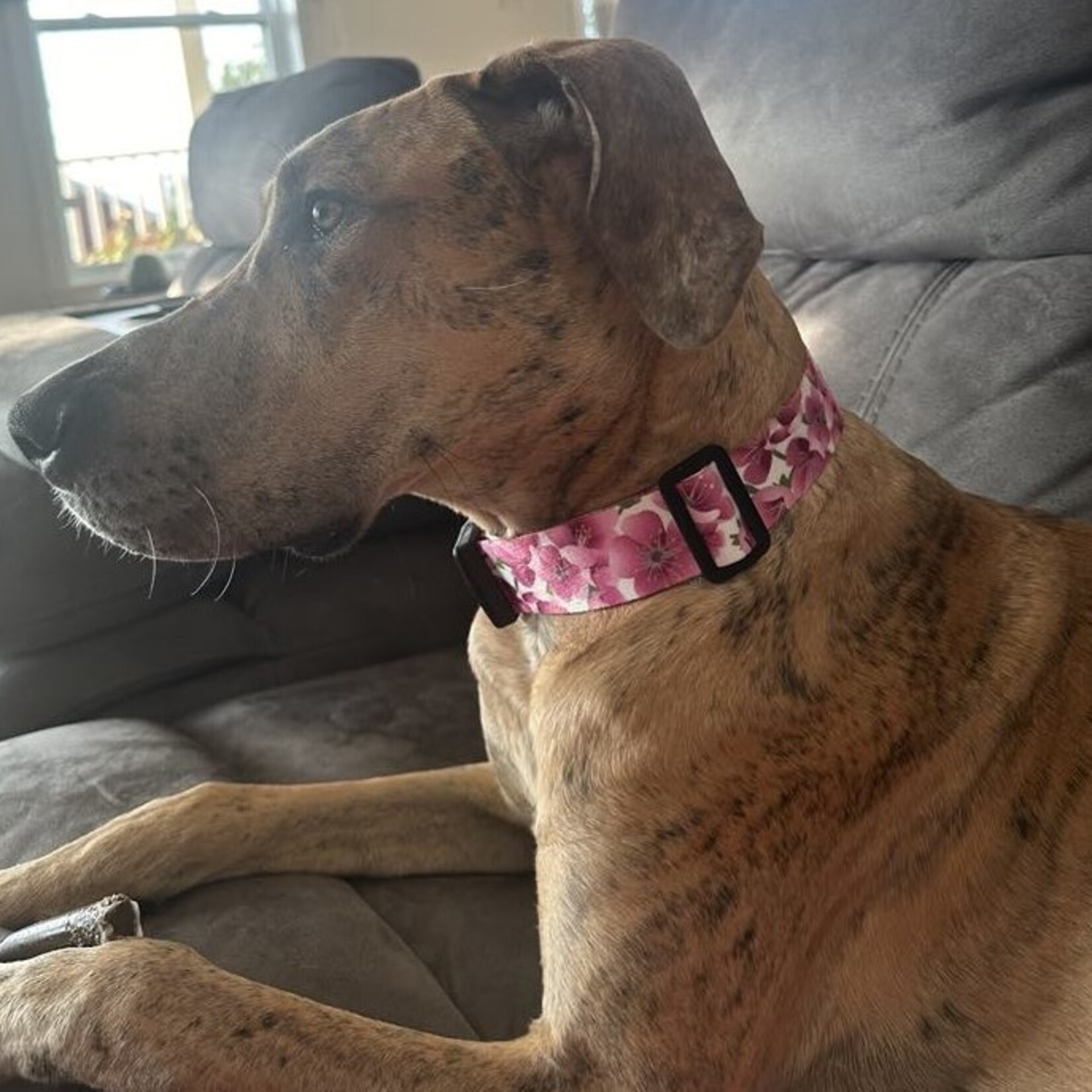 COLLIER AJUSTABLE POUR GRAND CHIEN