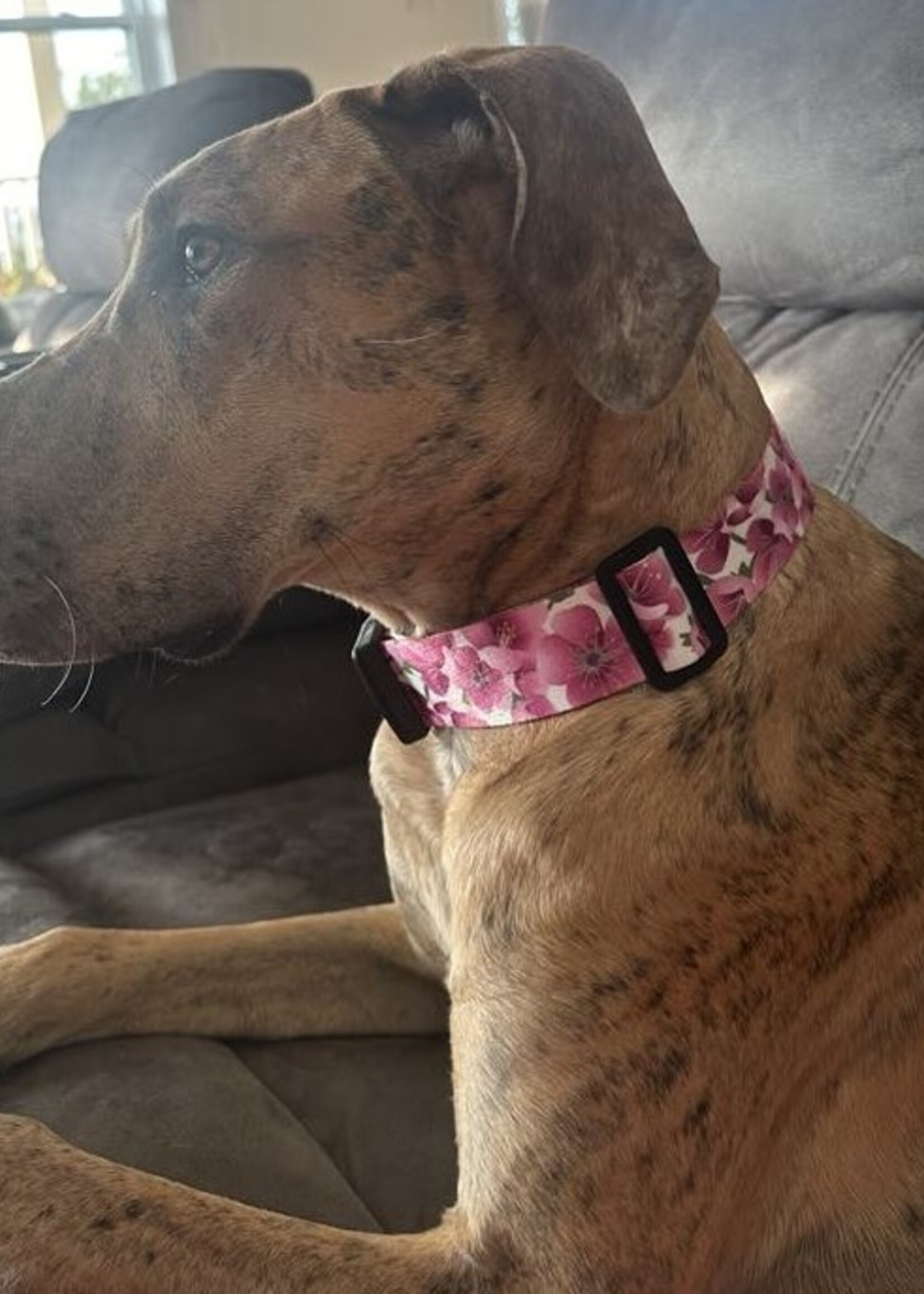 COLLIER AJUSTABLE POUR GRAND CHIEN