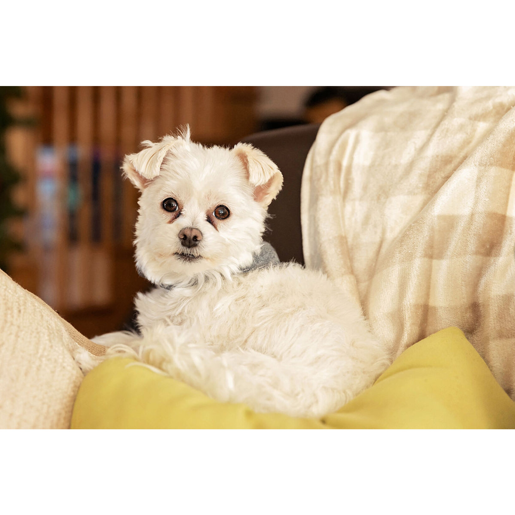 ÉLIMINATEUR DE TÂCHES BRUNES PROVOQUÉES PAR LES LARMES