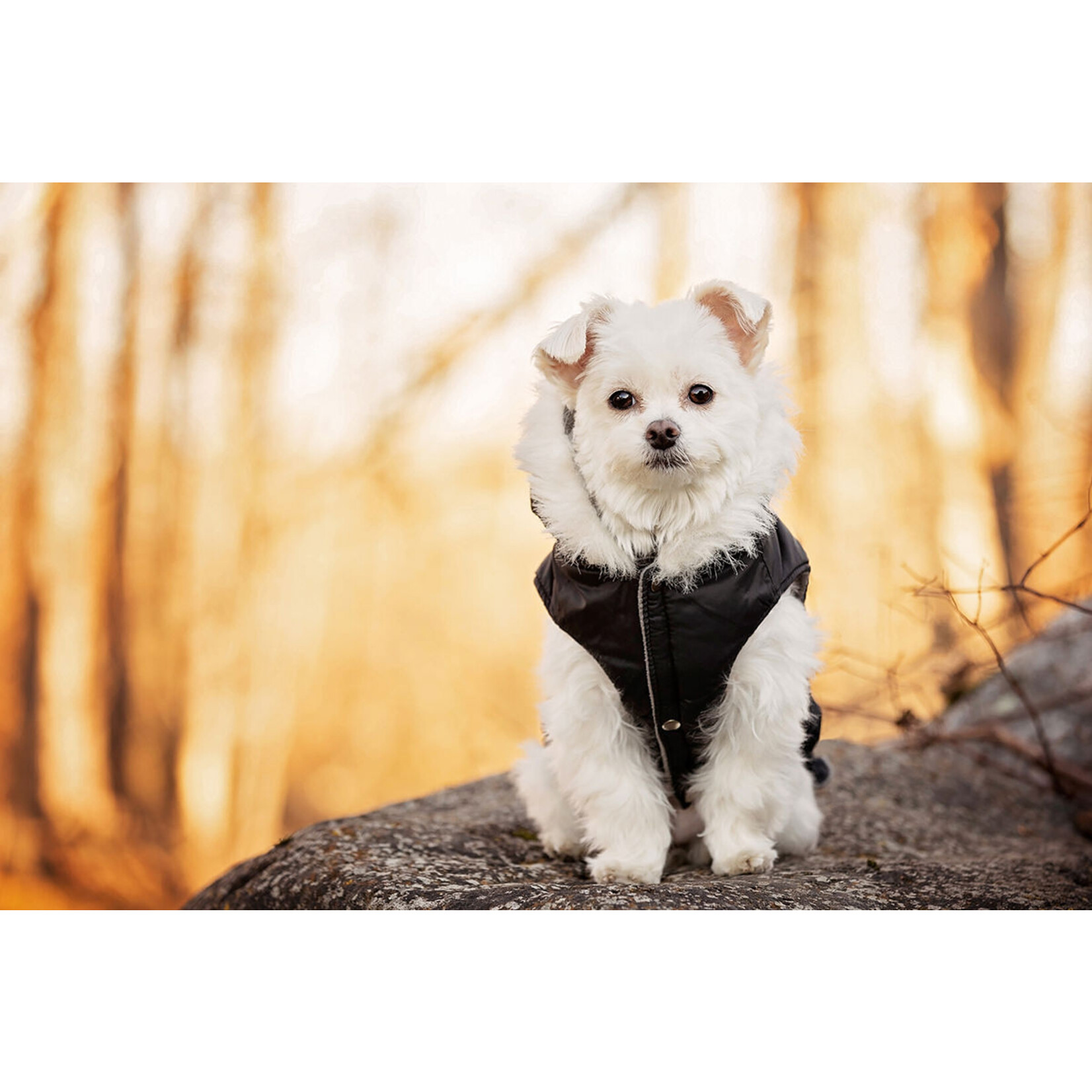 ÉLIMINATEUR DE TÂCHES BRUNES PROVOQUÉES PAR LES LARMES