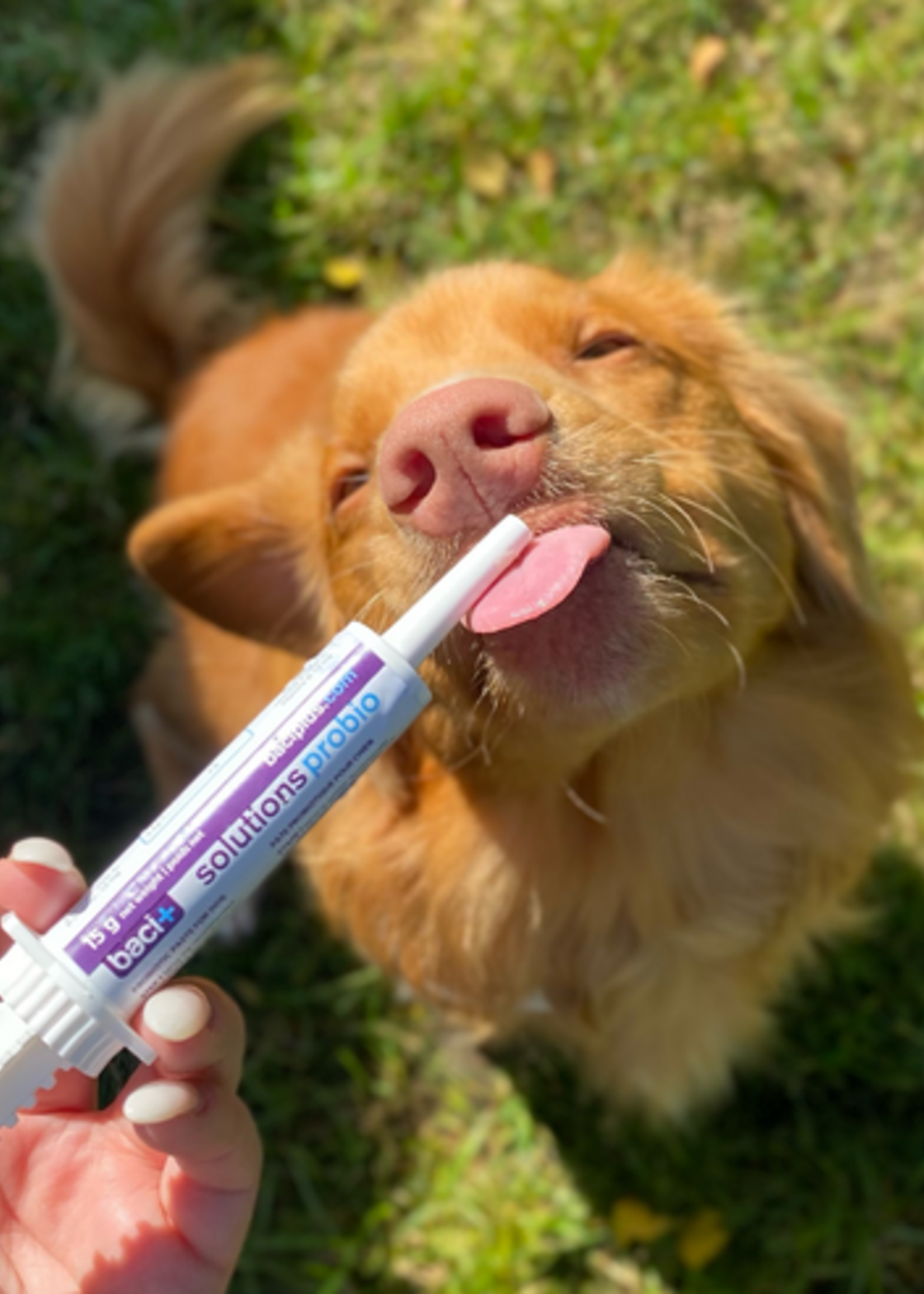 Pre and probiotics paste | Dogs